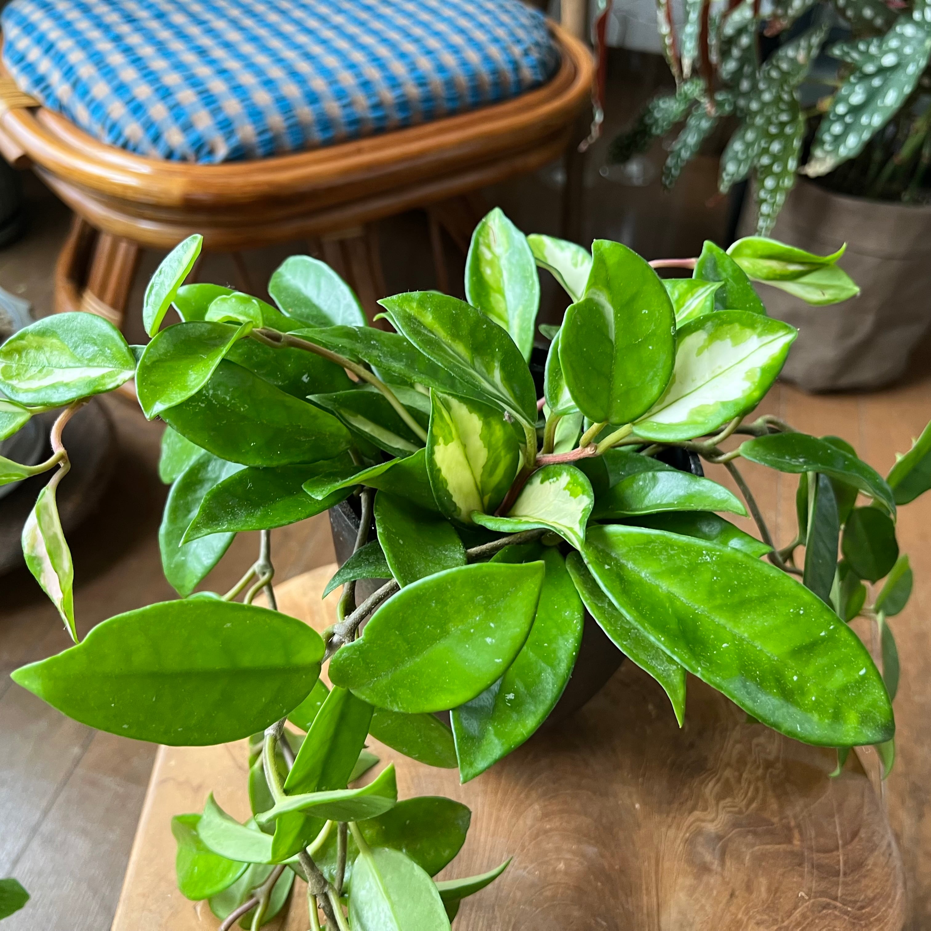 ホヤ・カルノーサ・エキゾチカ 3.5号／IRGYS | 植木戸