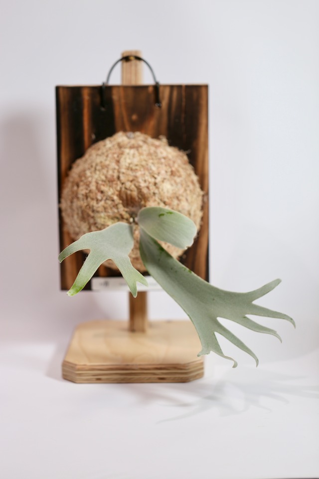 Cotton Cloud Sporeling(晴花鹿苑)