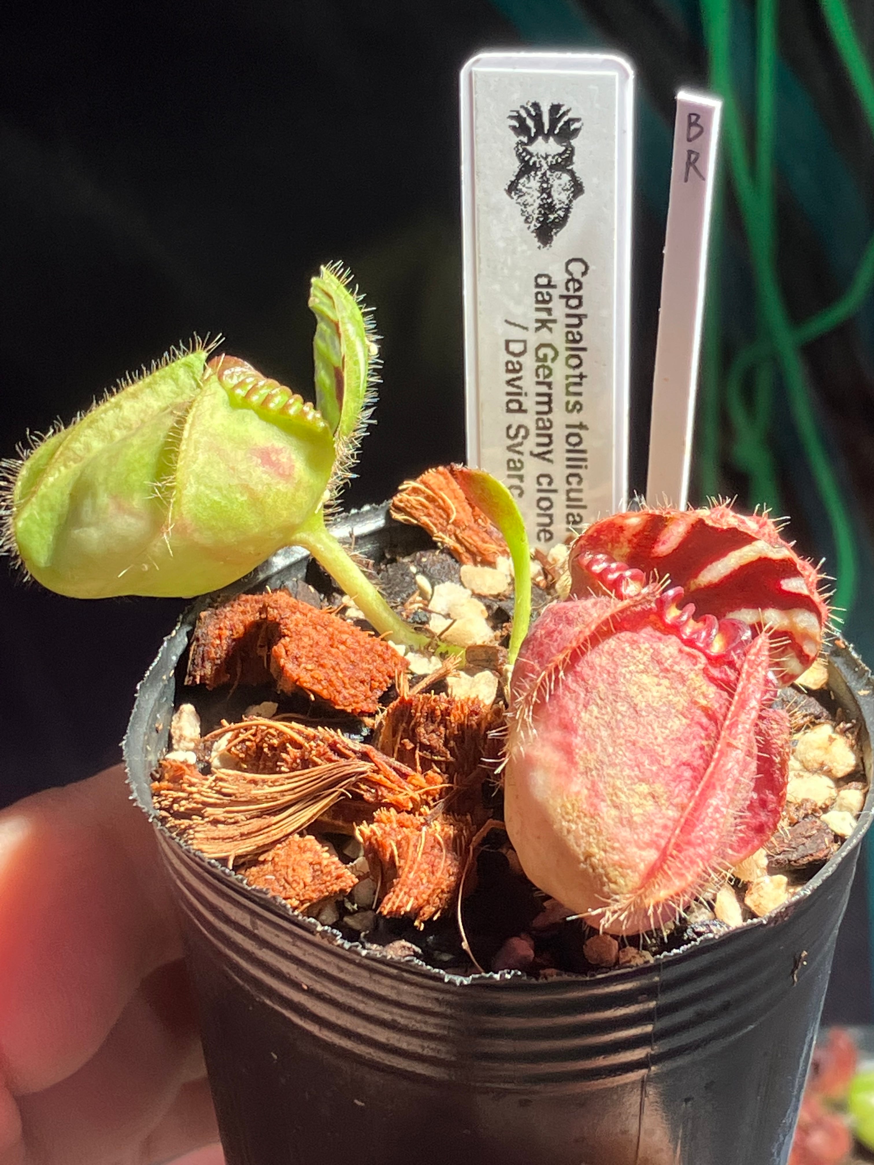 Cephalotus follicularis | cephMania