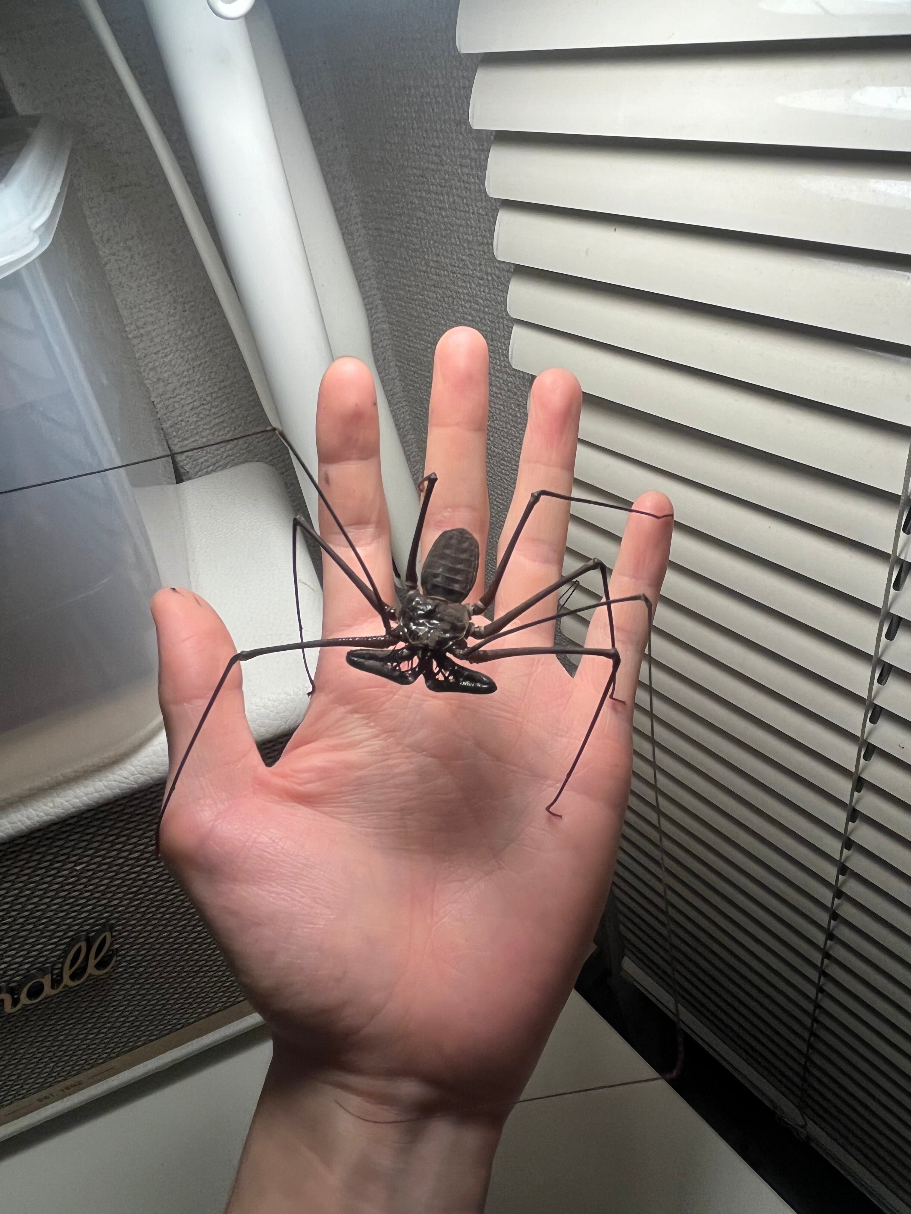 腕蟲希少種】Heterophrynus elephasウデムシ ヒヨケムシ 三大奇蟲