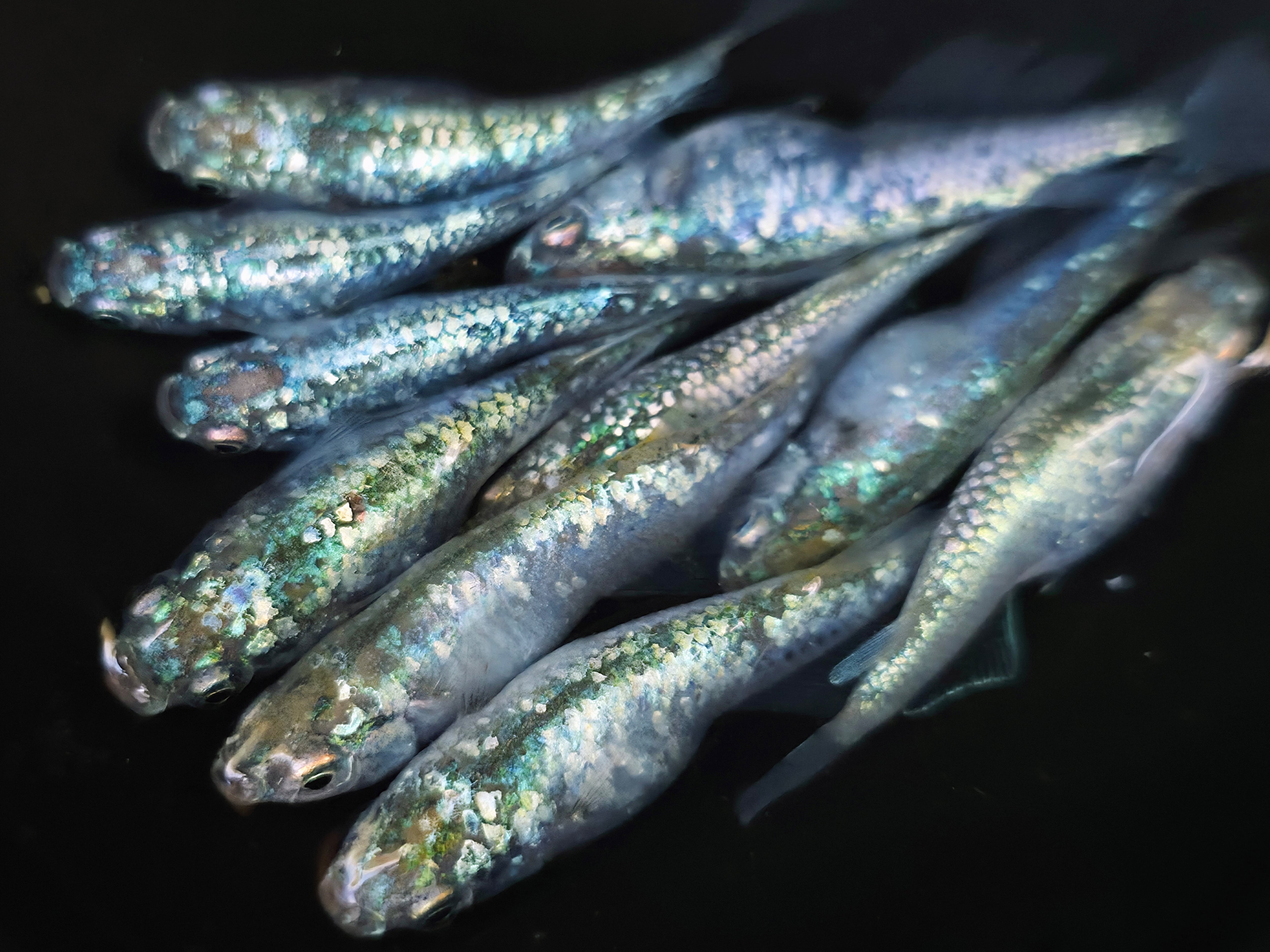 成魚 レックウザ メダカ 10匹+α | PAY ID 成魚 レックウザ メダカ 10匹+α | PAY ID