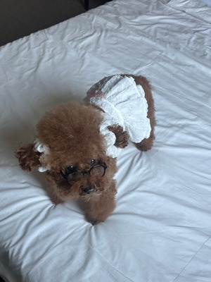 予約【pecoramou select】エンジェルウィングスカート