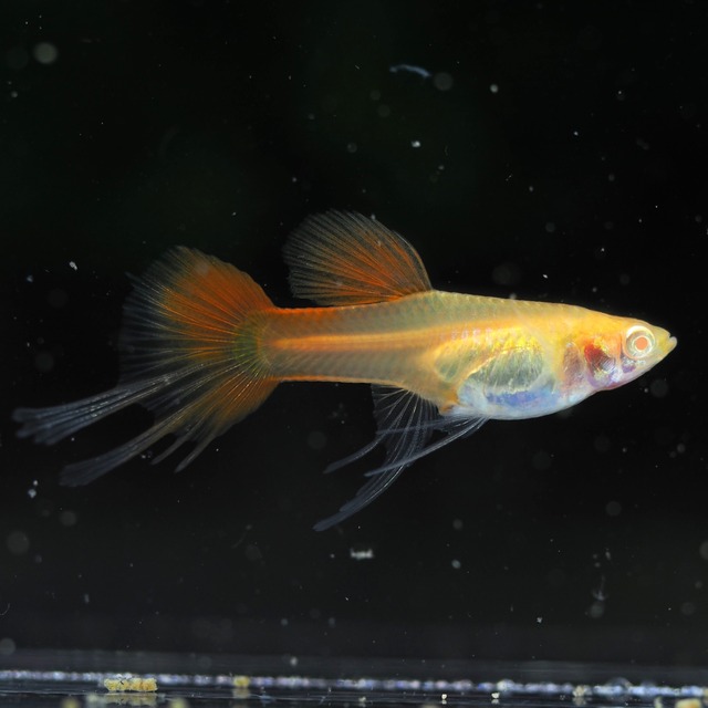 【セール】RREAギャラクシーレッドテールスワロー　1カルテット＋おまけ1カルテット