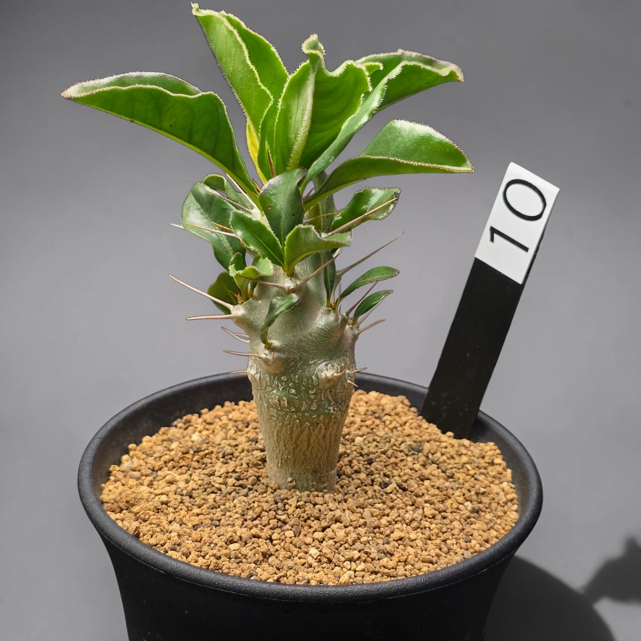 パキポディウム・サンデルシー 実生株 (和名：白馬城 / Pachypodium