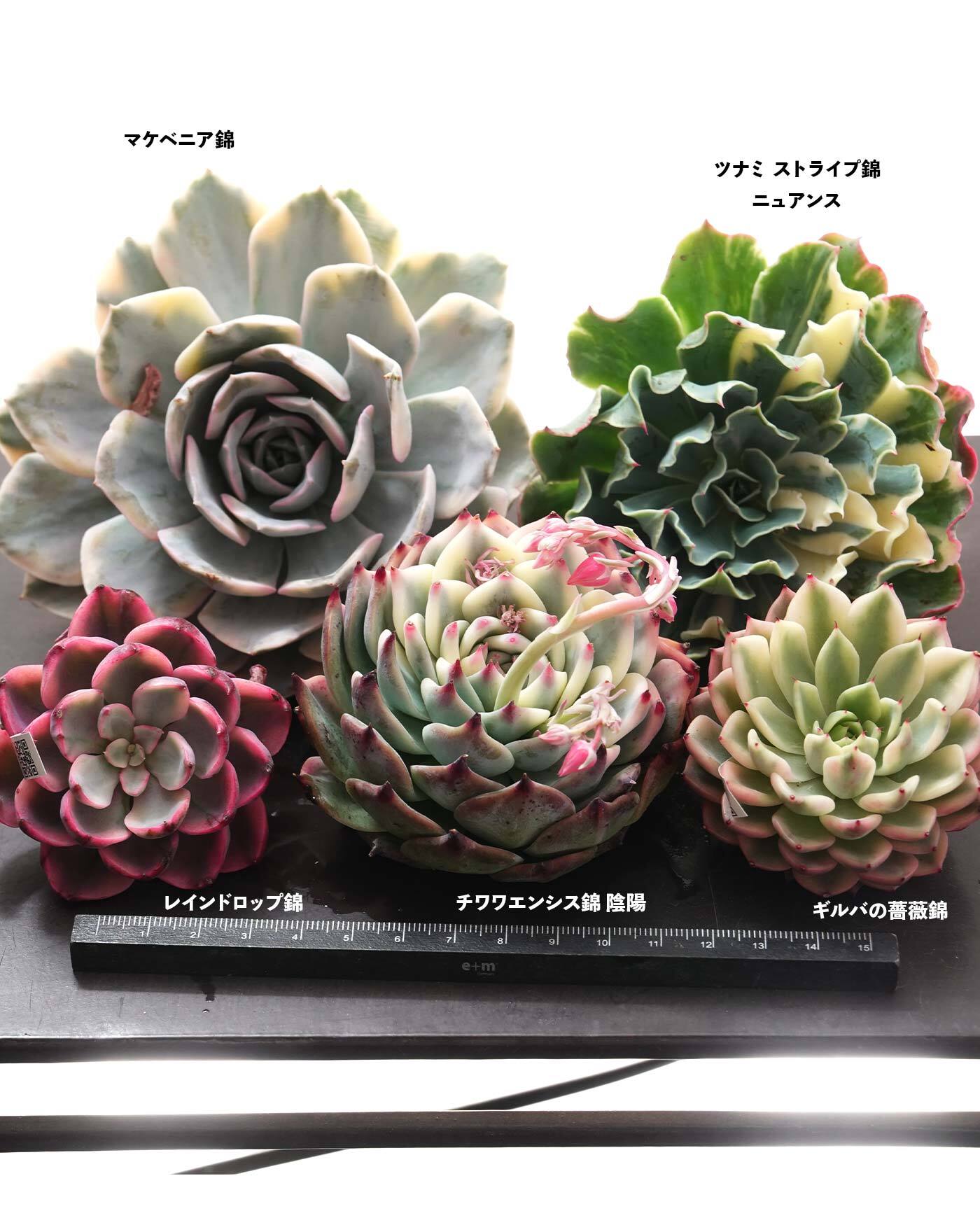 多肉植物　ブラックストライプ錦 多肉植物 ブラックストライプ錦 【公式通販】