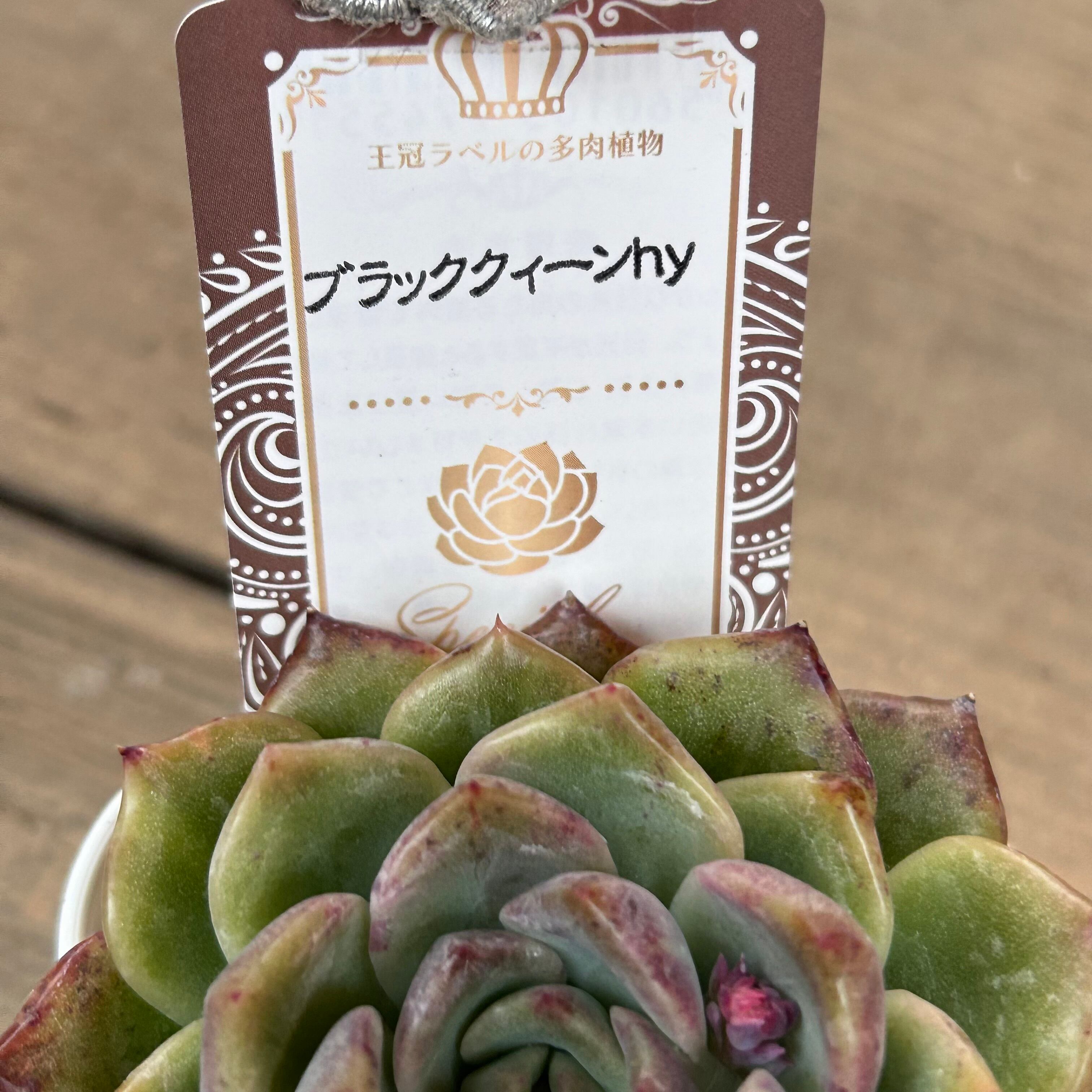 ブラッククィーンhy | RuPo 多肉植物専門店