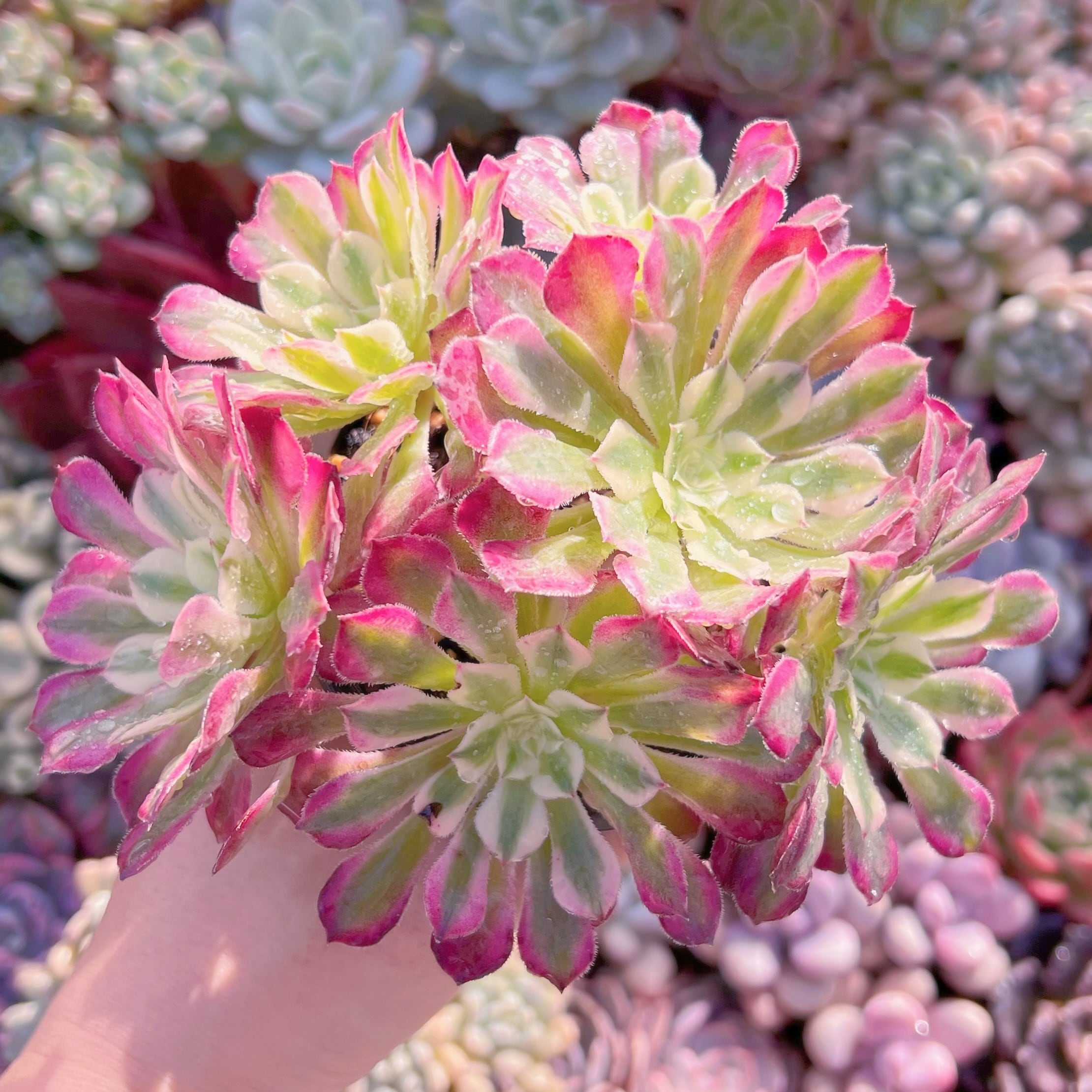 現品　ブラックチェリー#A27　群生　新入荷　るる農園