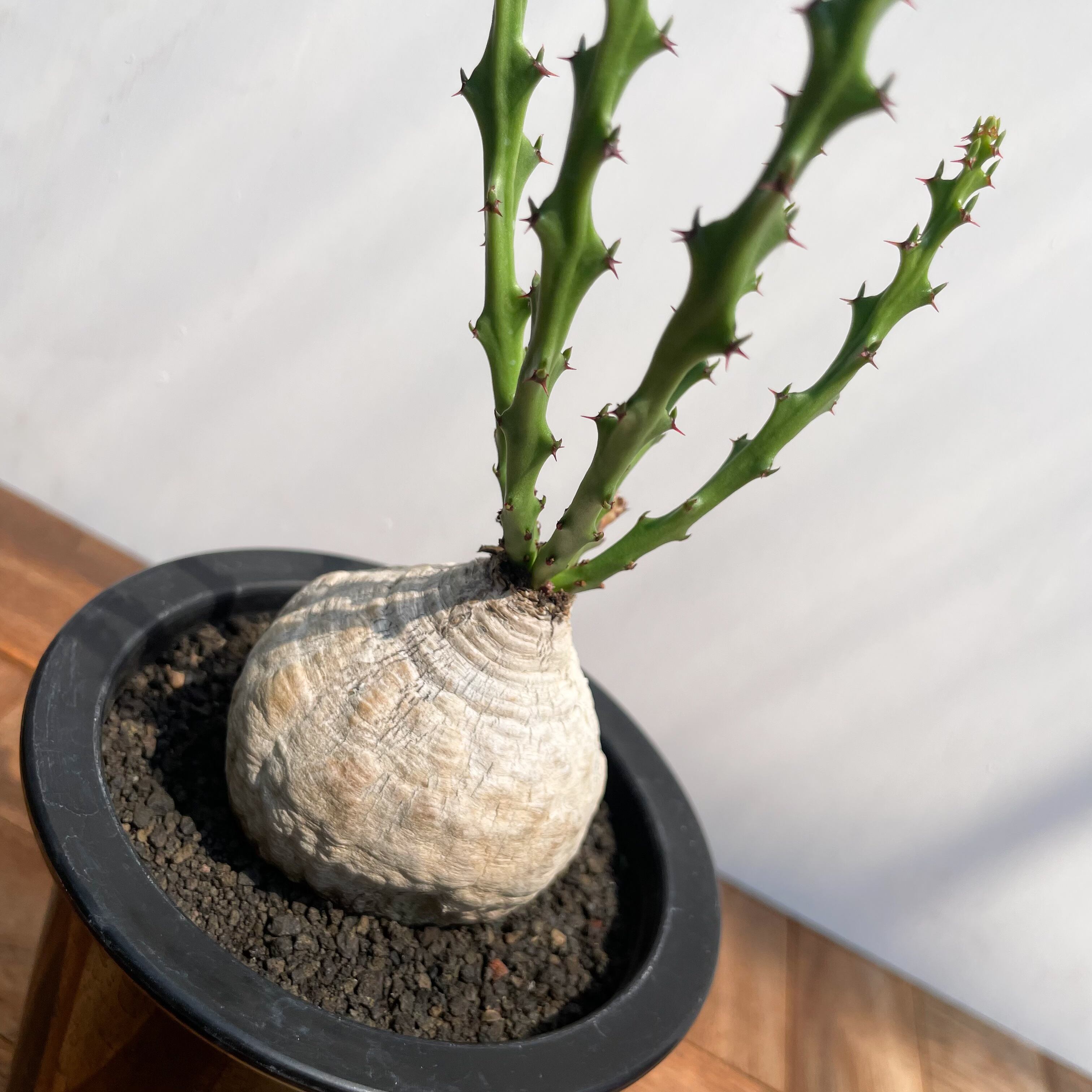 1. 12/19輸入▽Euphorbia decidua(蓬莱島)▽ユーフォルビア デシデュア