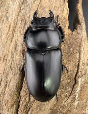 《インドアンタエウス タイガーヒル産 81mm ペア》