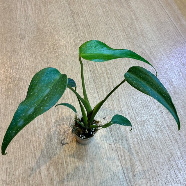 Monstera Burle Marx Flame　モンステラ バールマルクスフレーム 2寸ポリポット