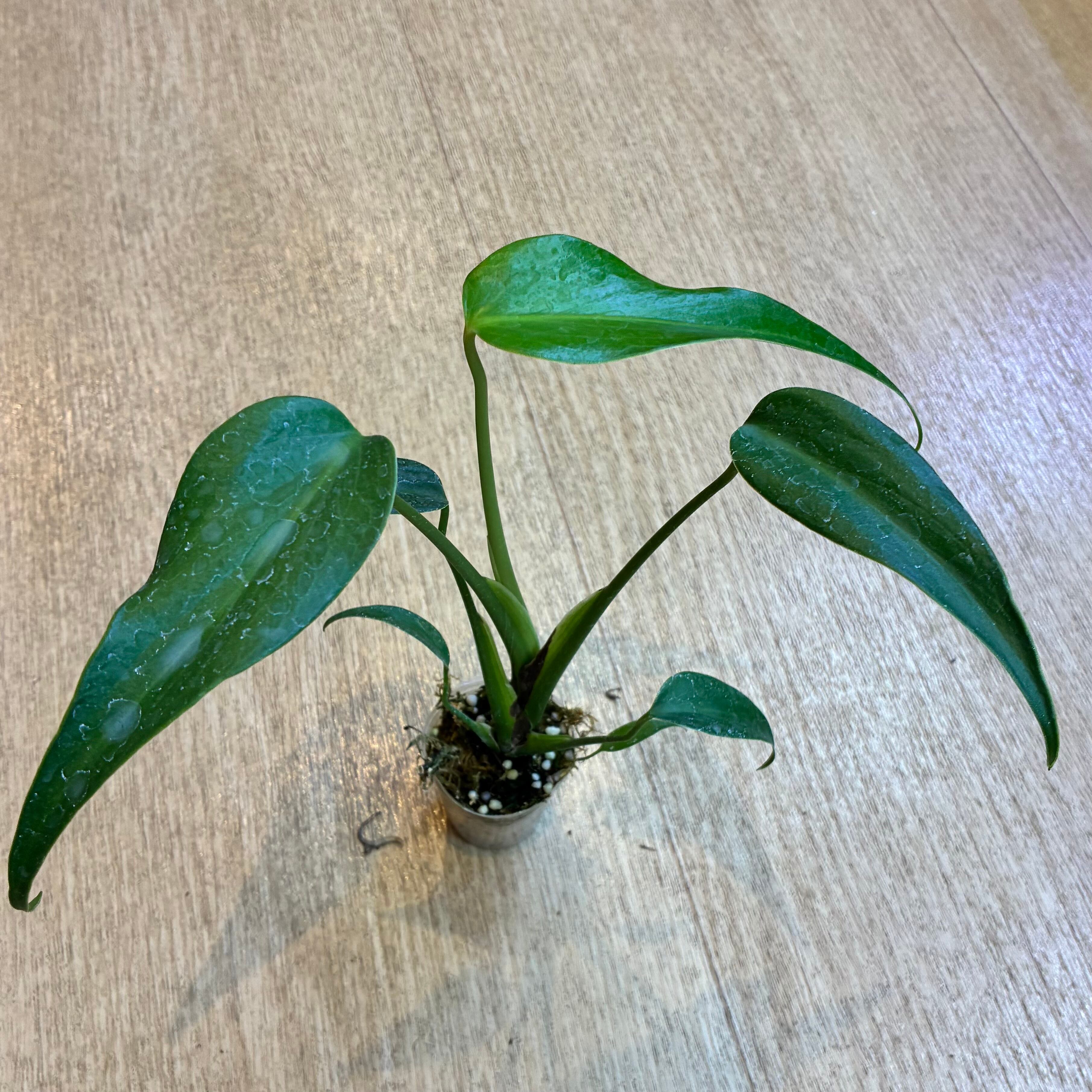 Monstera Burle Marx Flame モンステラ バールマルクスフレーム 2寸ポリポット