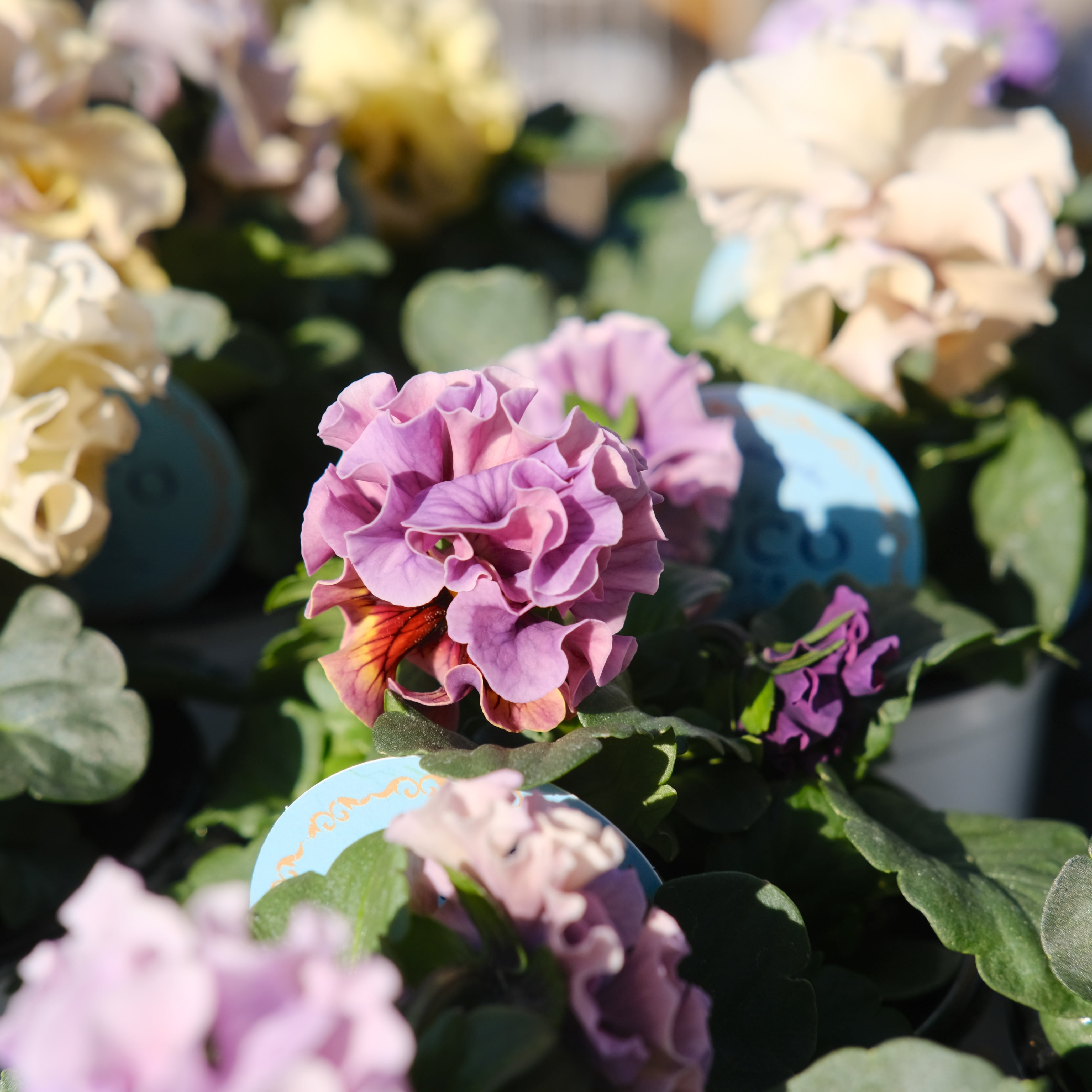 パンジー《 プリセドールCOCO ティアラ 》3苗セット | グリーン