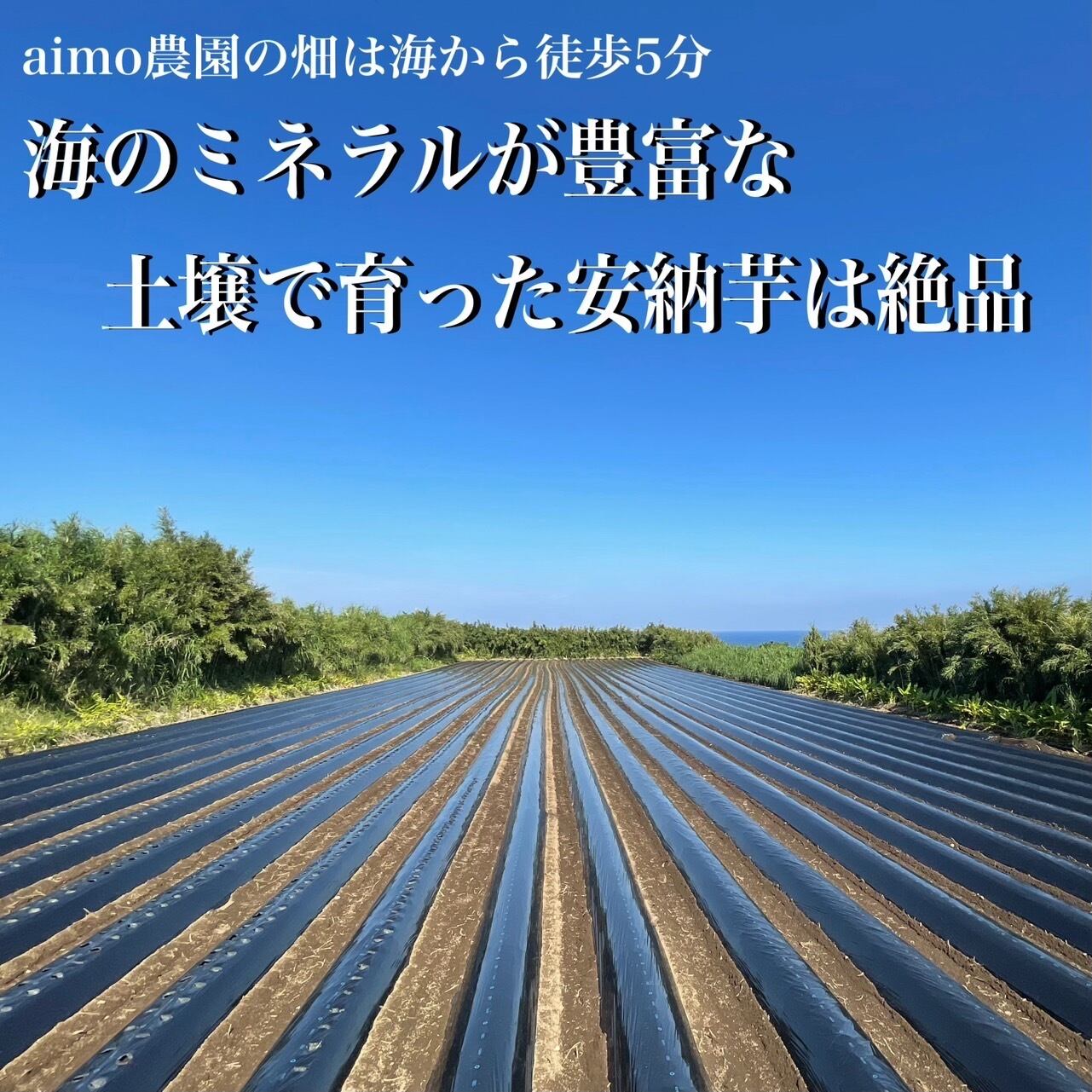安納芋 3Sサイズ 10kg｜箱別 | aimo農園