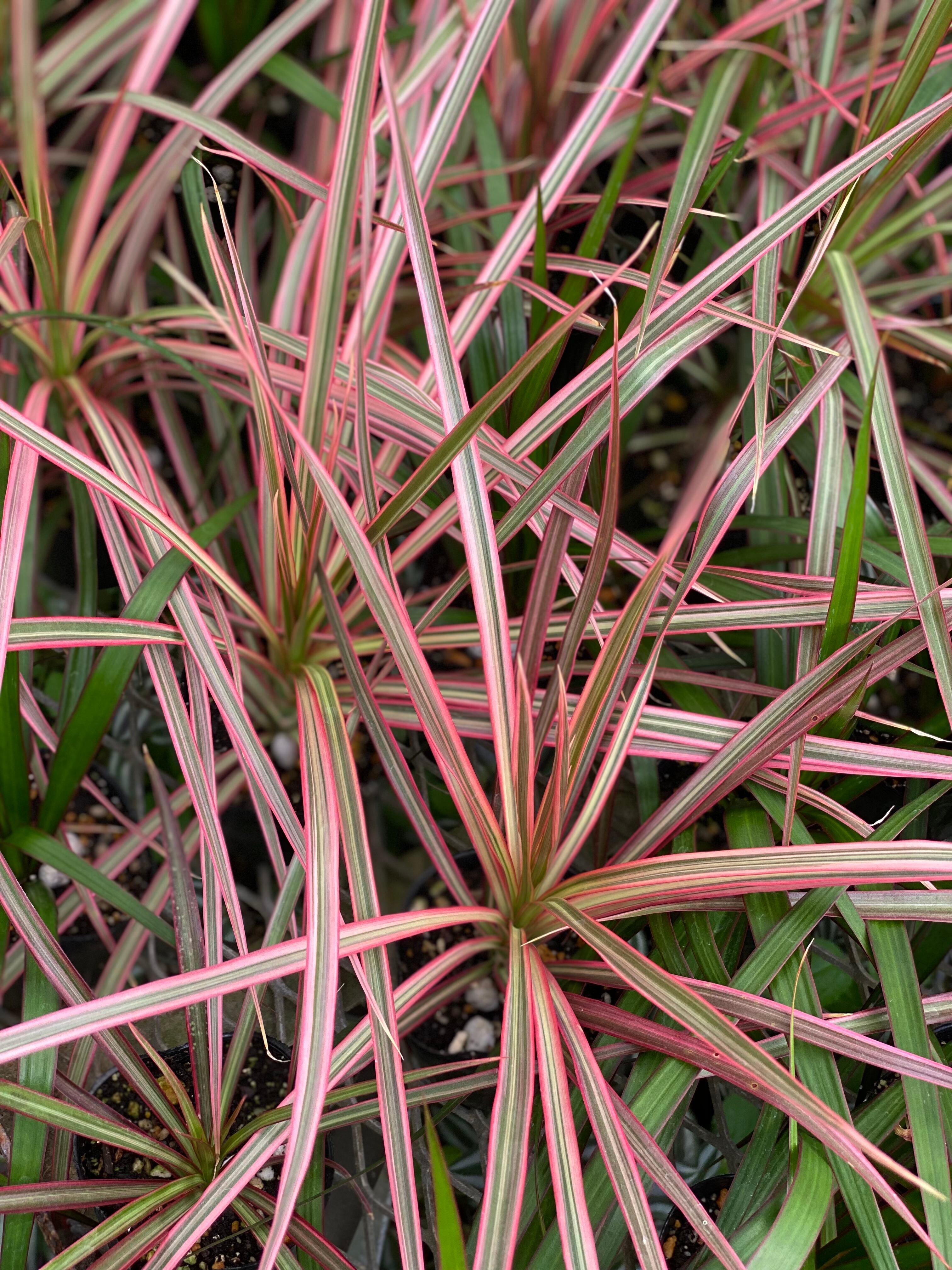 ３ ドラセナコンシンネレインボー Inakougei イナコウゲイ 観葉植物 鉢 多肉 猫用品