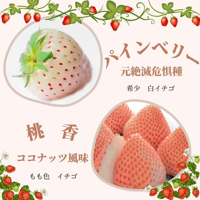 いちご苗　白いちご「 パインベリー」桃色いちご「桃香」  セット（3号）果物苗　希少な２種セット　白いちごと桃色いちご　