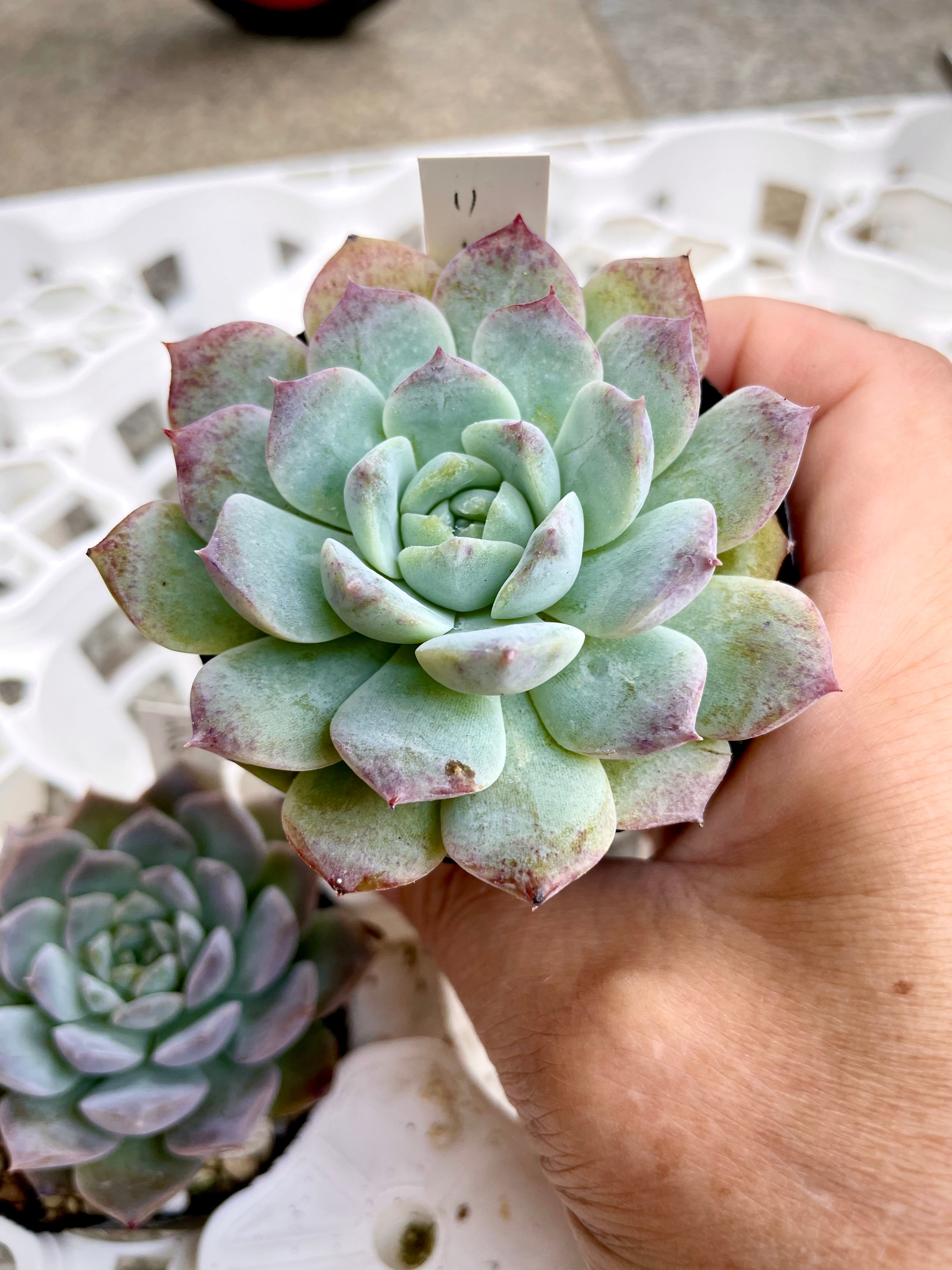 サボテン・多肉植物》綴化 菊水 竜神木接木