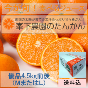 食べるジュース　高級たんかん（優品ML 4.5Kg）