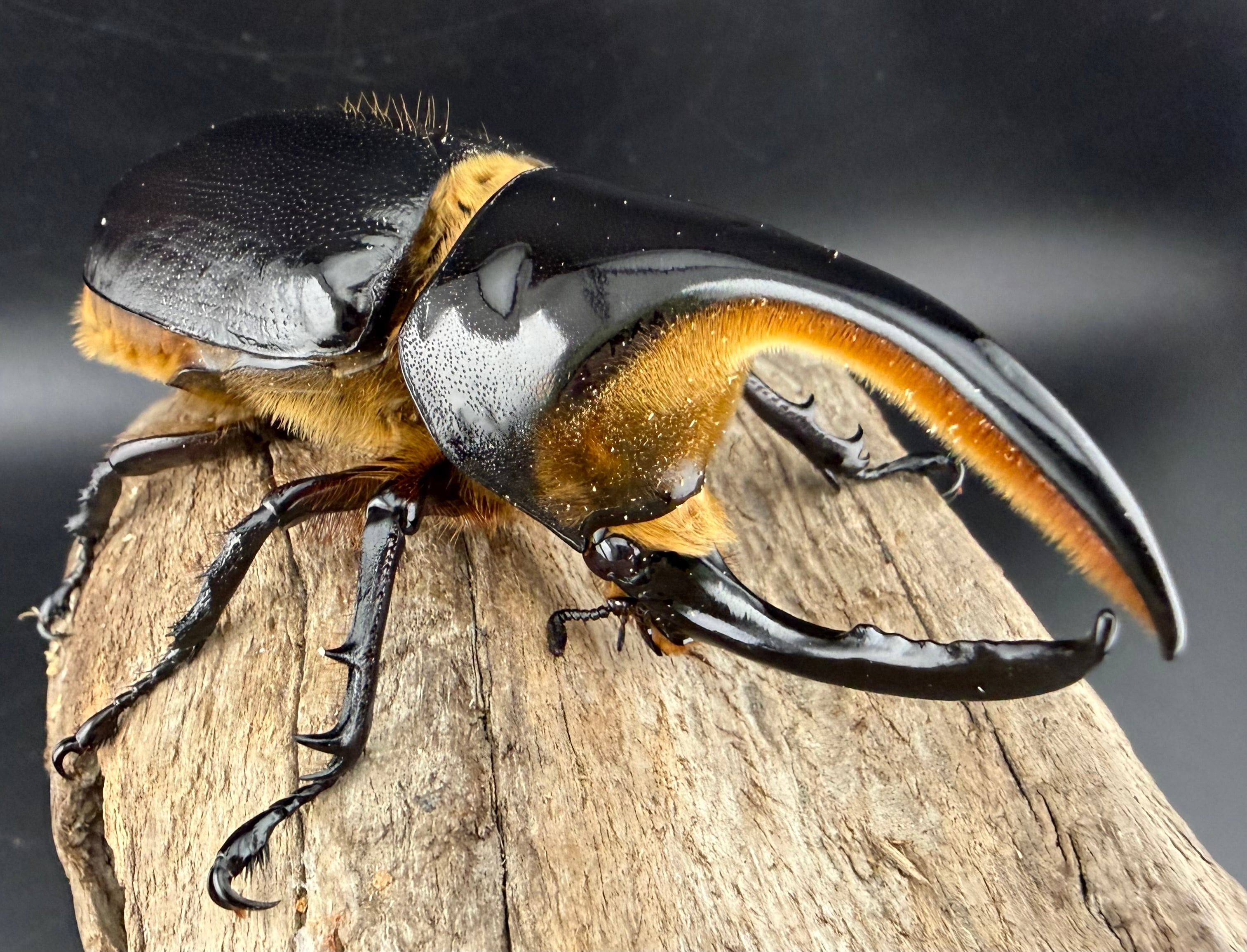 サタンオオカブト 101mm ペア》ブリーダー様委託個体 | KPW公式