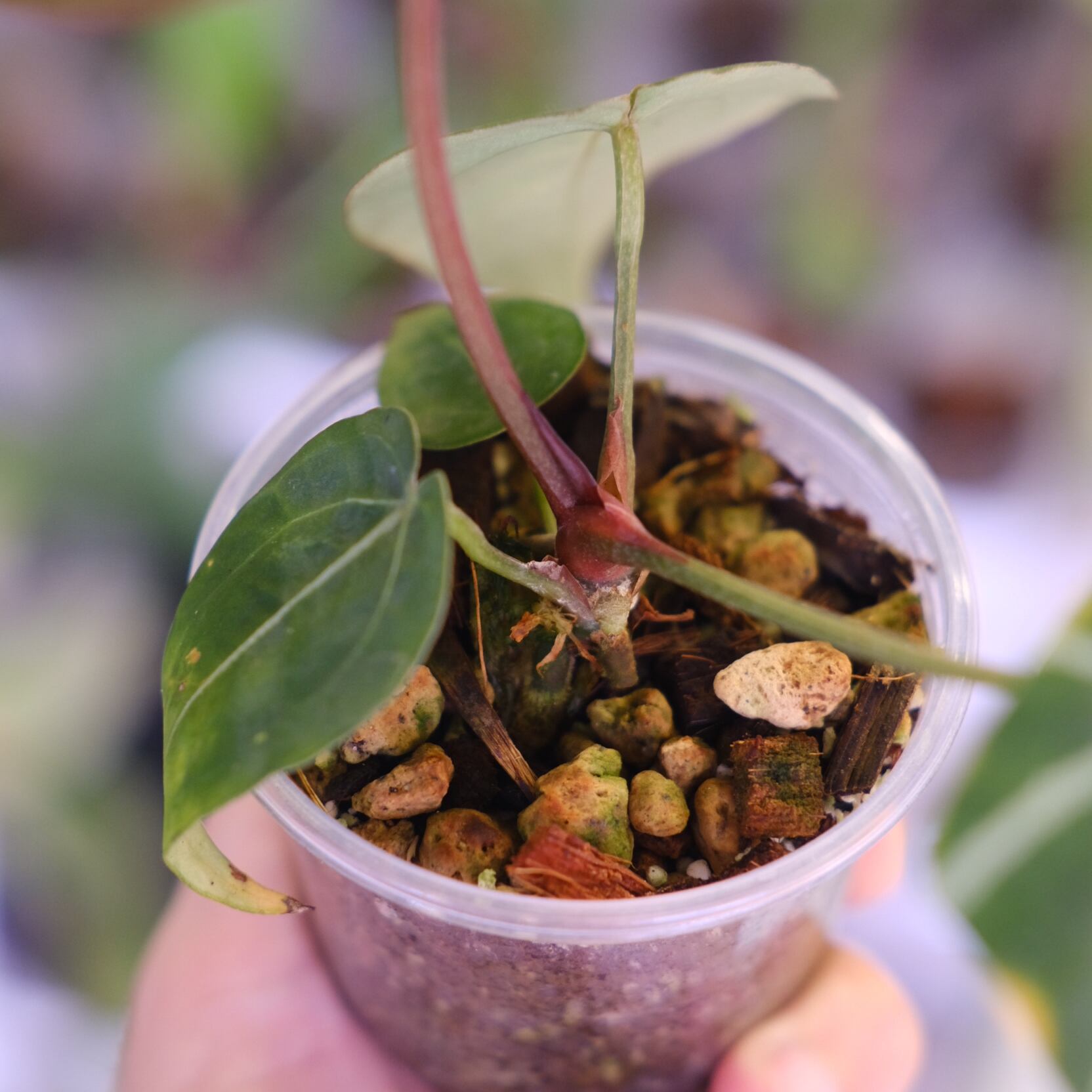 Anthurium cocolate × Anthurium Red crystallinum NSE｜アンスリウム