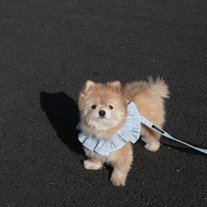 【予約】[ OHDIBS ] CAPENESS leash｜NO.17 _Babyblue check