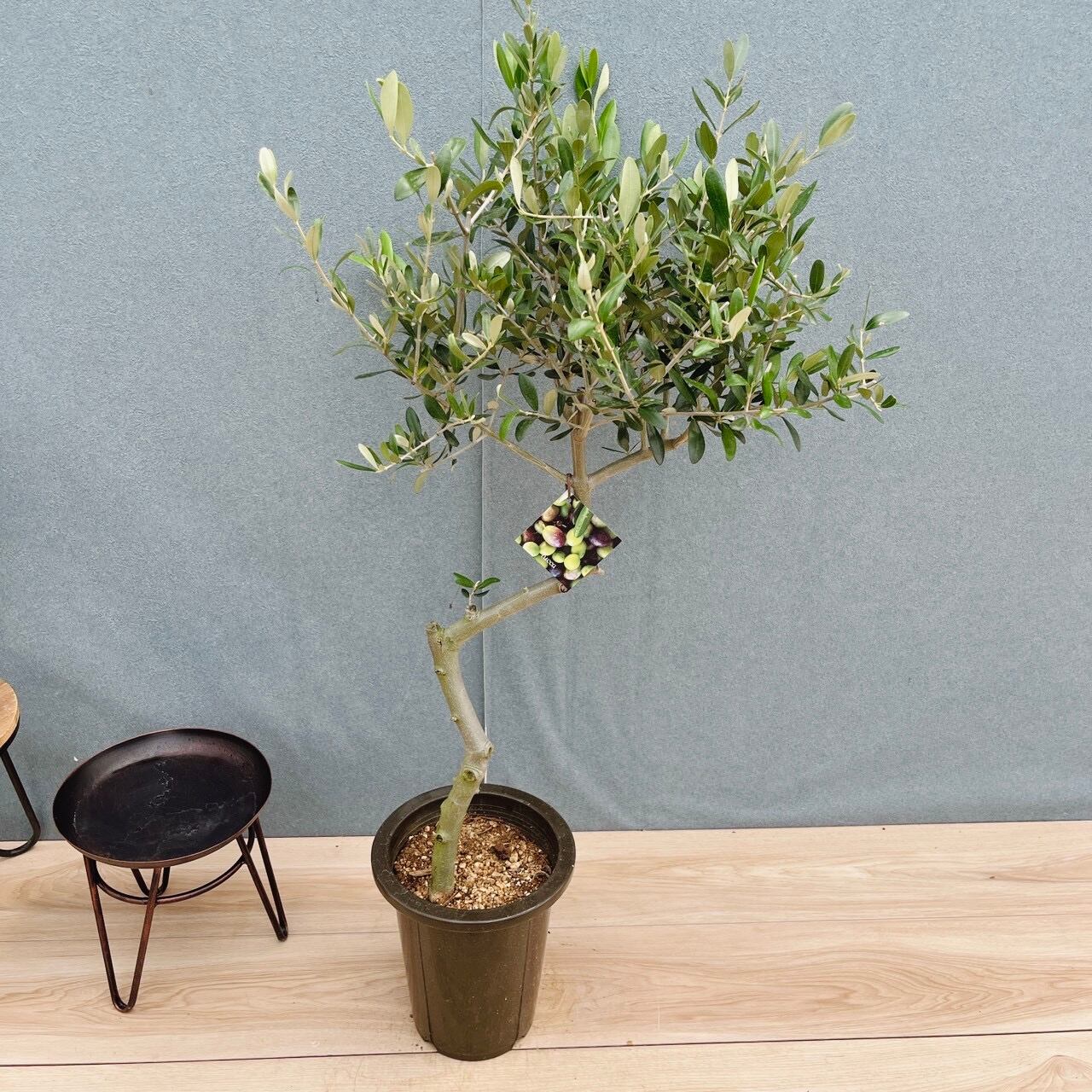 創樹 オリーブ ルッカ 8号鉢 常緑樹 オリーブ鉢植え オリーブ ルッカ 創樹 オリーブ ルッカ 8号鉢 常緑樹