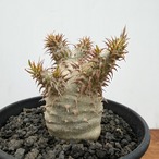 Pachypodium makayense【パキポディウム・マカイエンセ・実生】