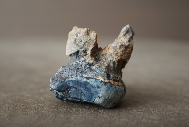 マナティの歯化石 Manatee tooth fossil Trichechus sp. 1455