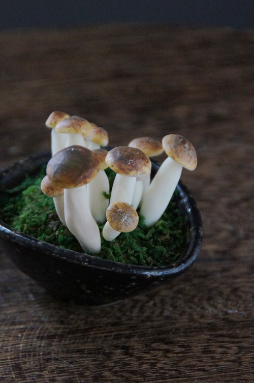 盆栽 シメジ Shimeji mushrooms Bonsai #66