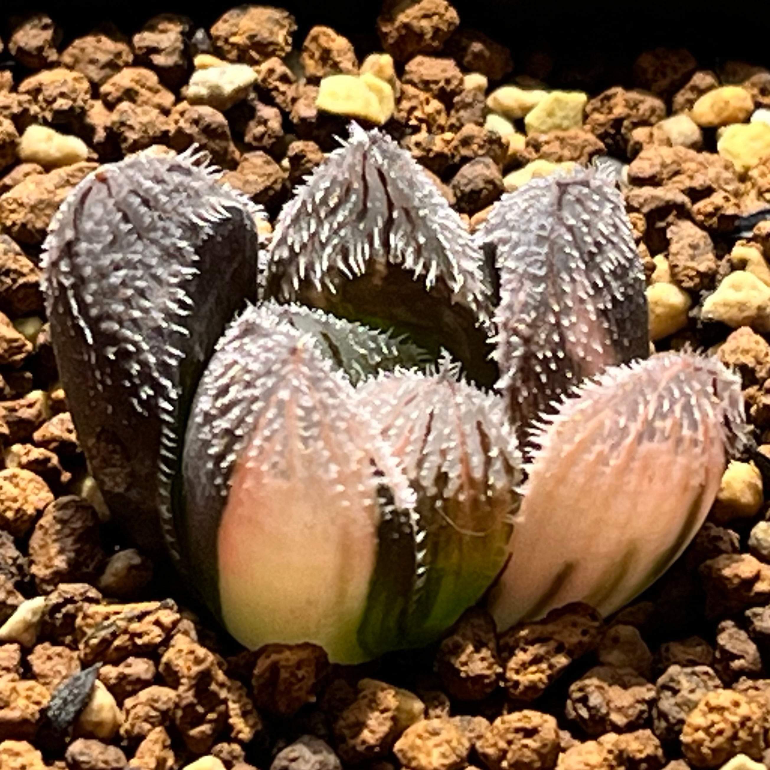 ハオルチア 玉潭寿錦 | mocono_plants
