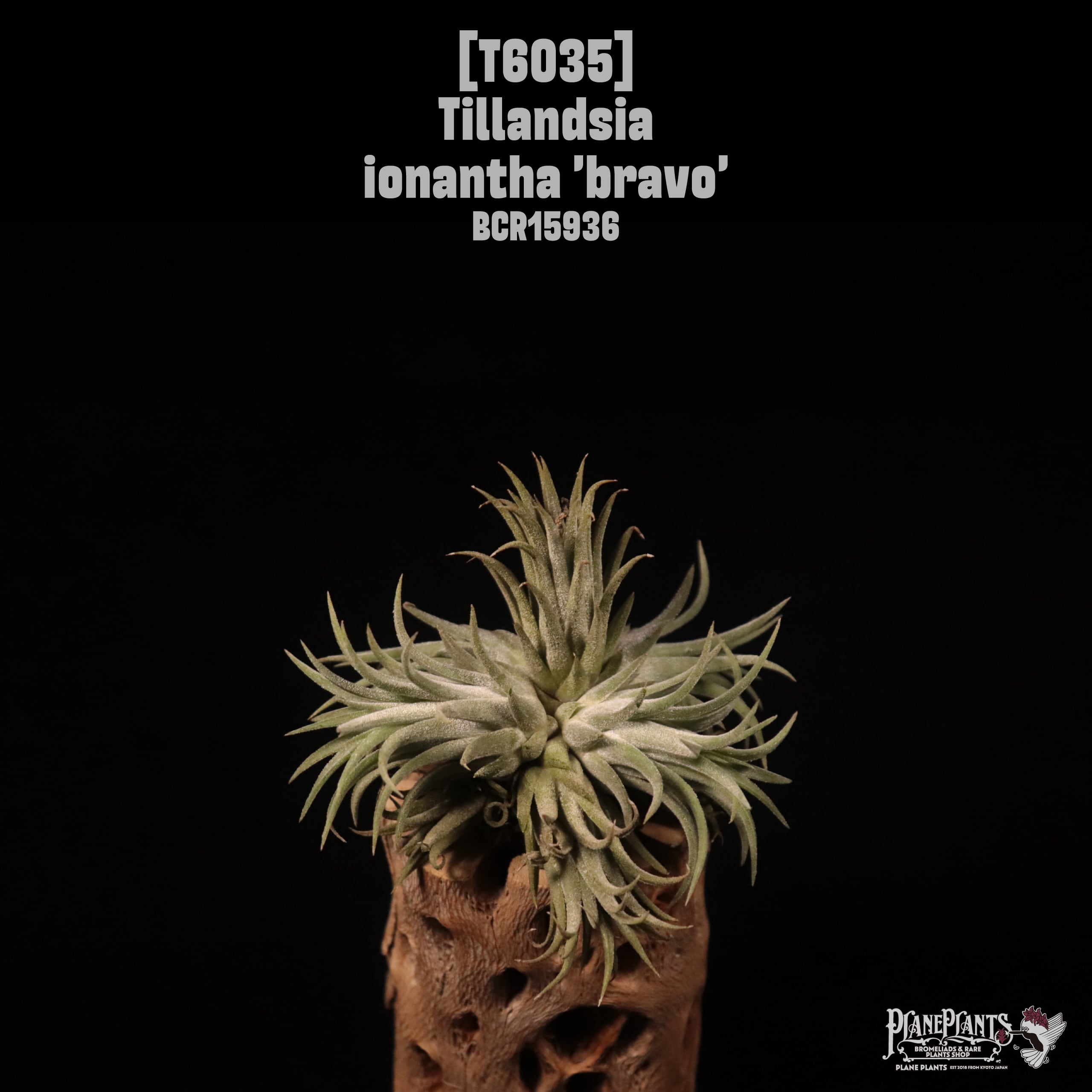 Tillandsia ionantha 'Bravo' Clump〔ティランジア〕T6035