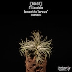 Tillandsia ionantha 'Bravo' Clump〔ティランジア〕T6035