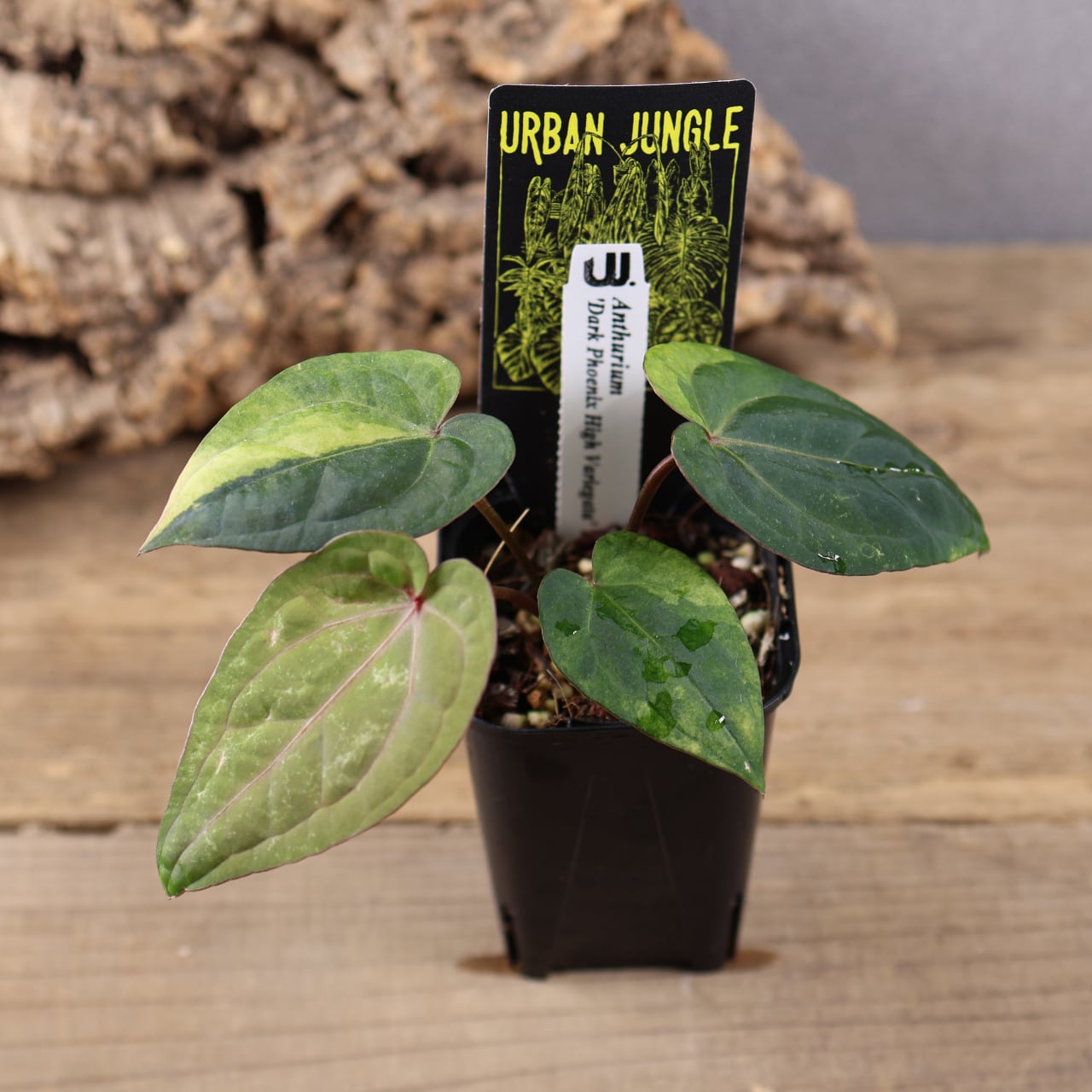 845『urban jungle アンスリウム urban jungle Anthurium 'Dark