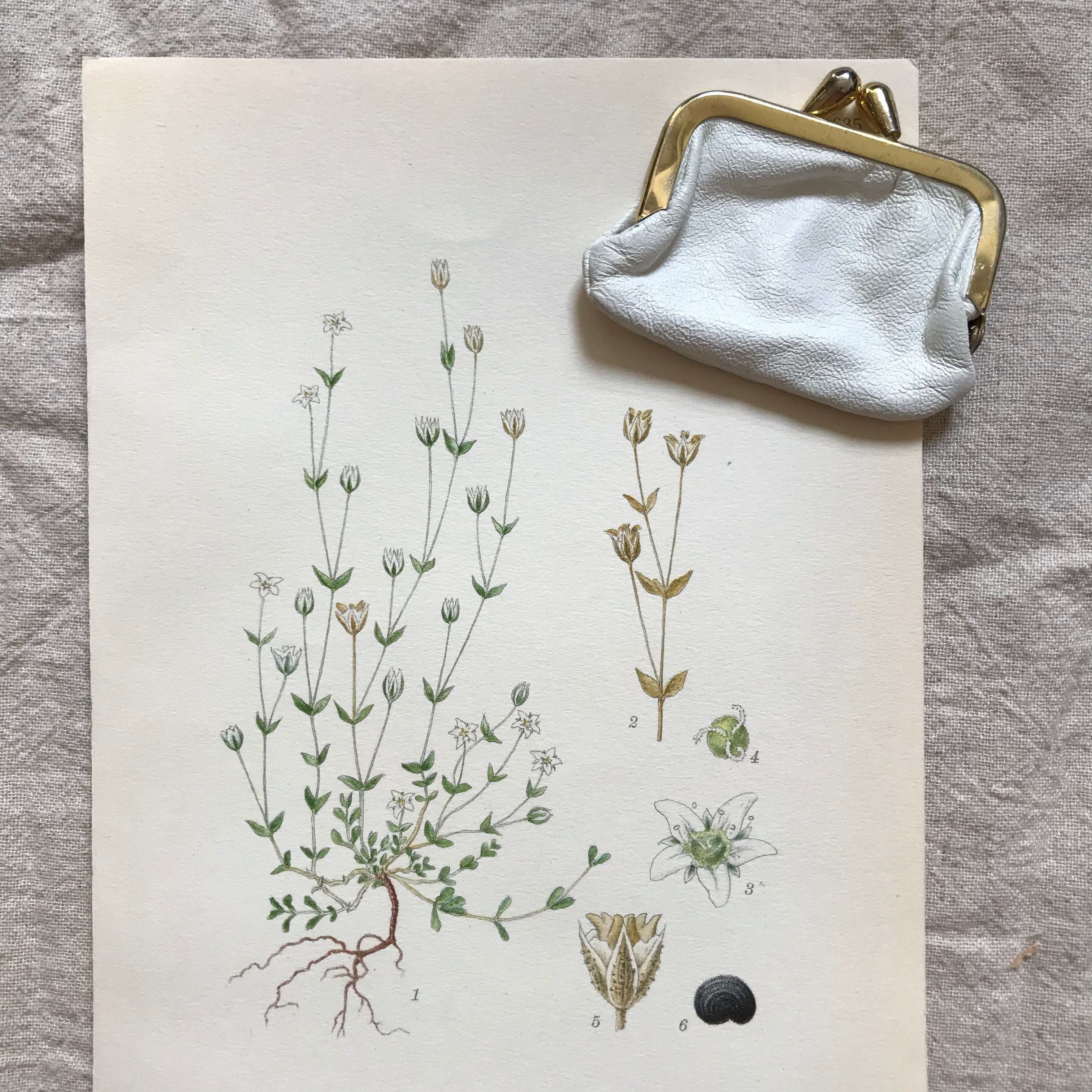 植物の紙と小さながま口