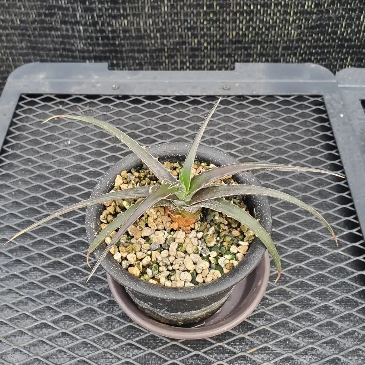 Dyckia（ディッキア） | レアプランツ通販サイトPlants Maniax