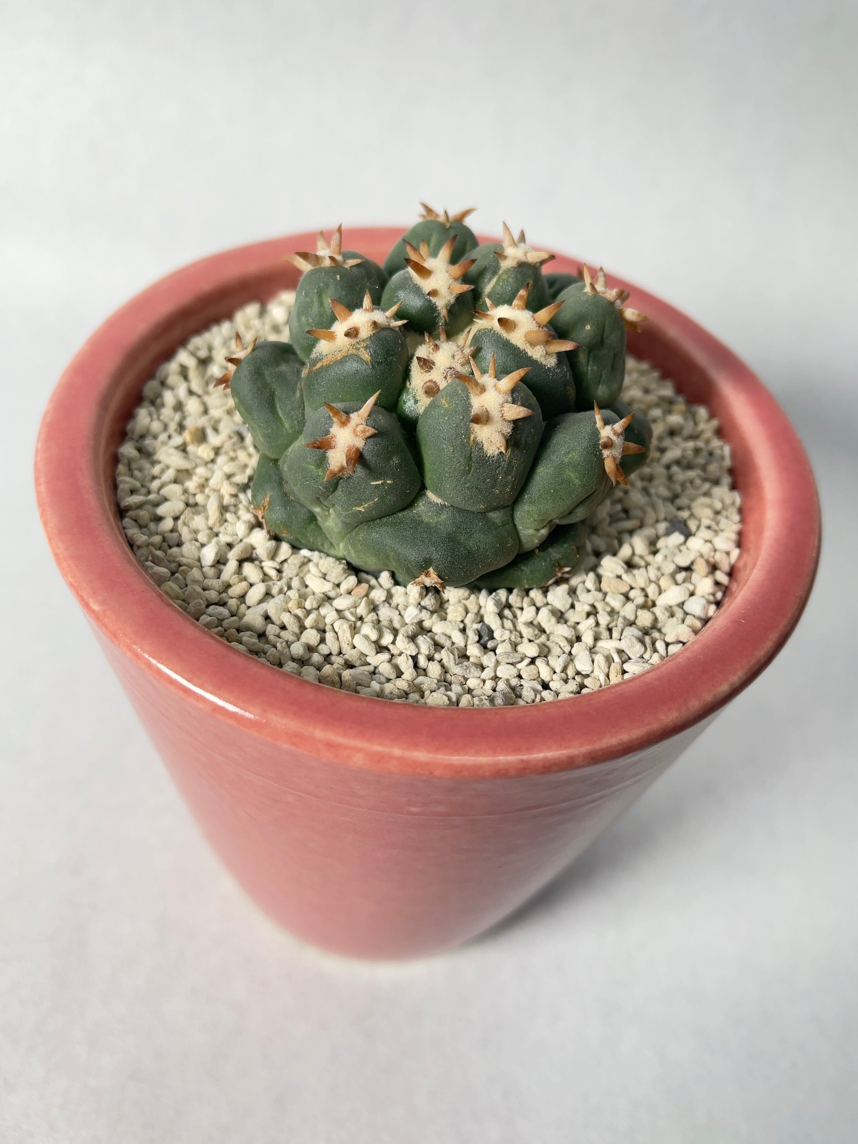 コリファンタ・短刺象牙丸 | trigger