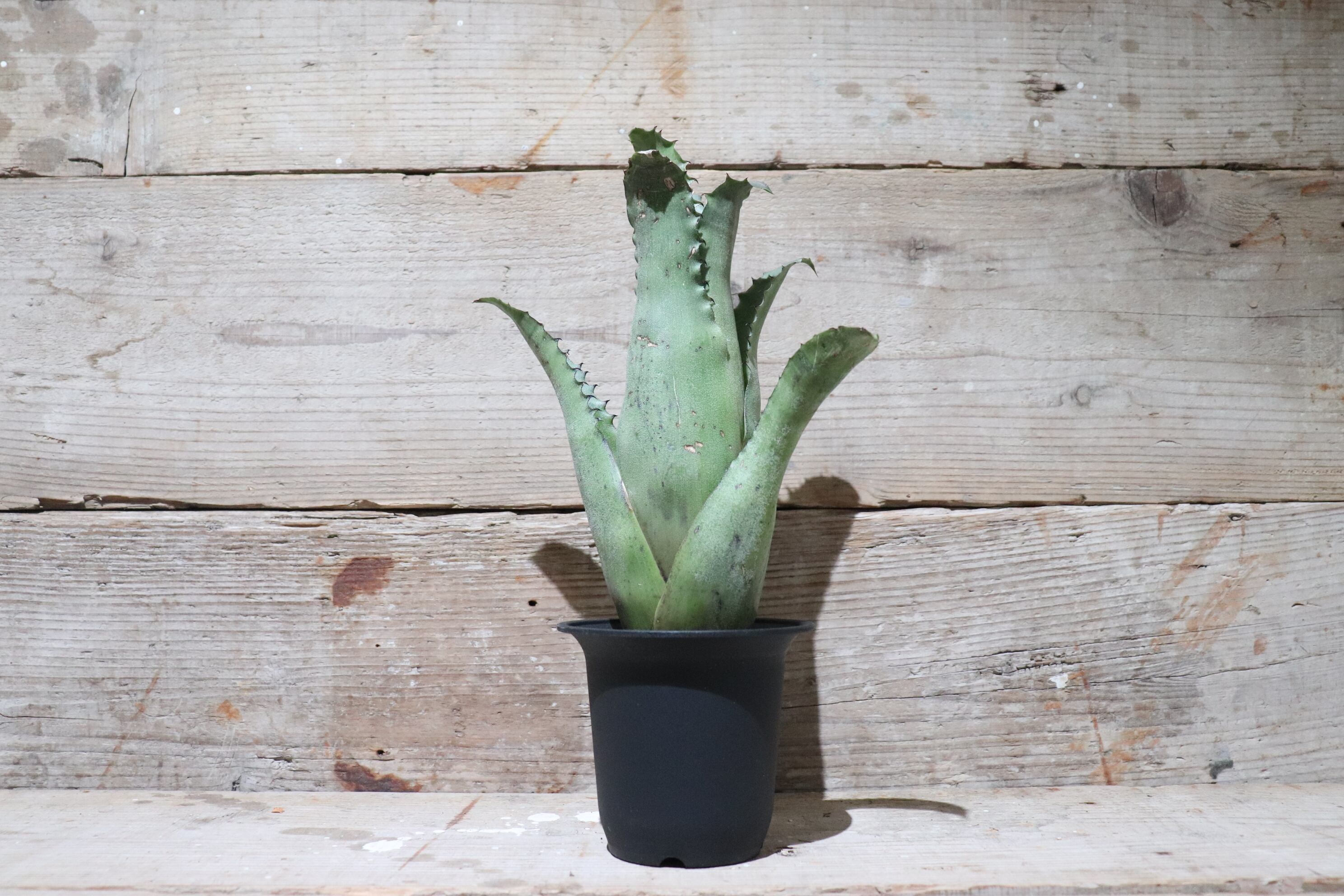 送料無料】 Hohenbergia sp. Sandra's Mountain〔ホヘンベルギア〕現品