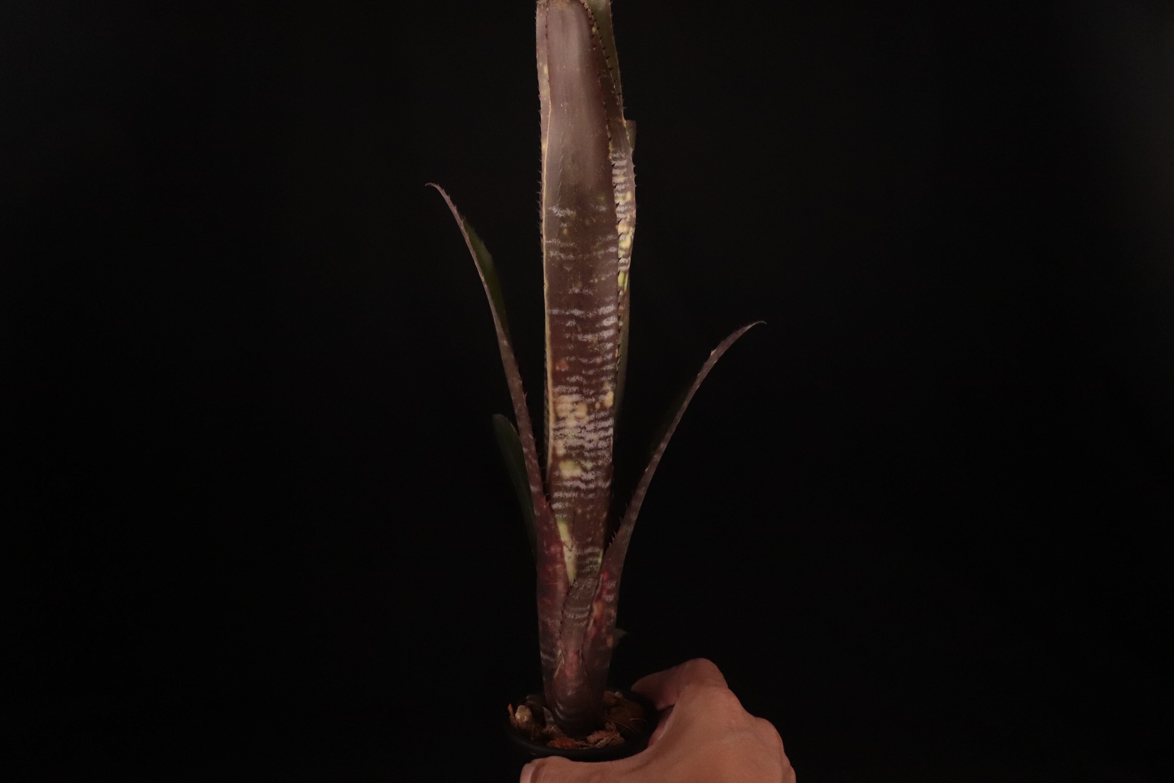 送料無料】Billbergia 'Berry Blast'〔ビルベルギア〕現品発送B0180