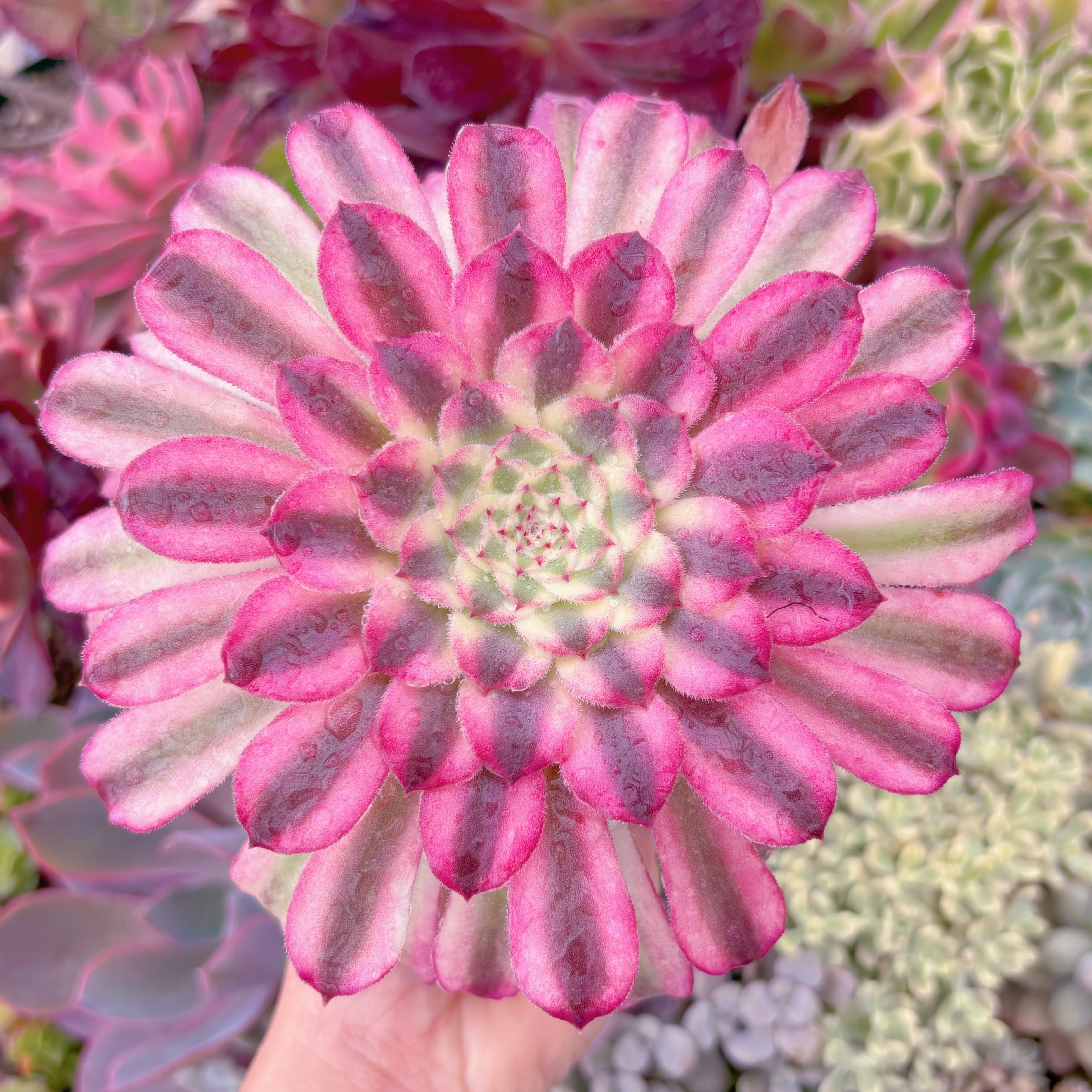 現物　墨仙#A86　るる農園