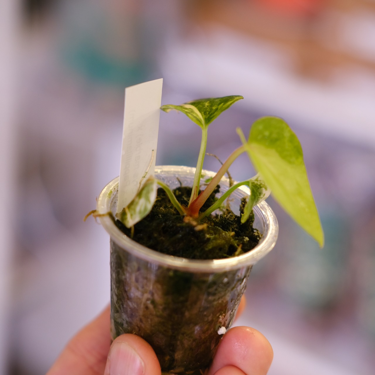 Anthurium (Papililaminum variegated × Crystallinum marble) × (Besseae × Papililaminum)④｜アンスリウム｜観葉植物