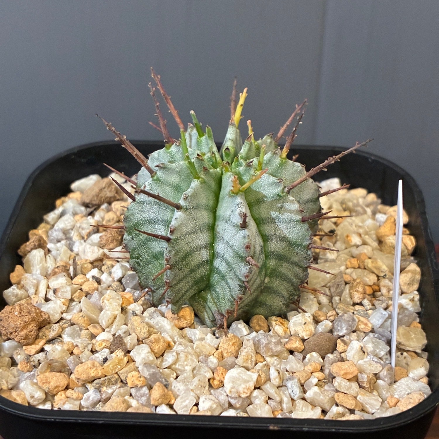 新着3日限定10%OFF】ユーフォルビア ホリダ【1150】 | PROTOLEAF