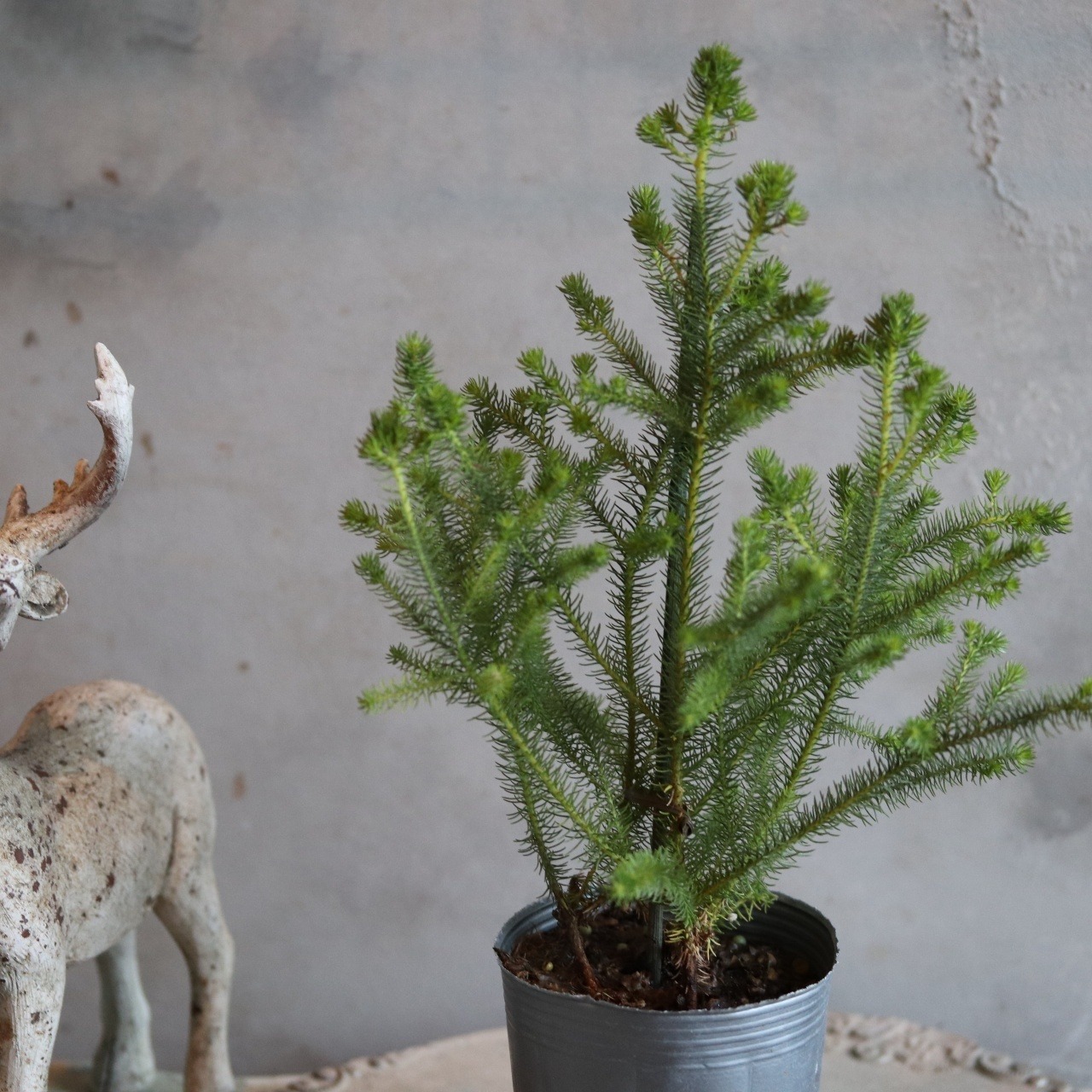 バーゼリア　オーストラリアンプランツ　切花になる木　お庭　寄せ植え　低木　丈夫　