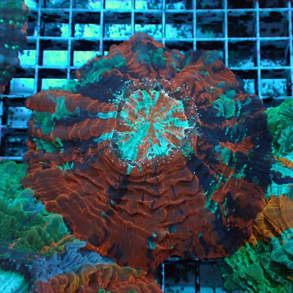 アザミハナガタサンゴ | HOUSE REEF(ハウスリーフ)サンゴ・海水魚