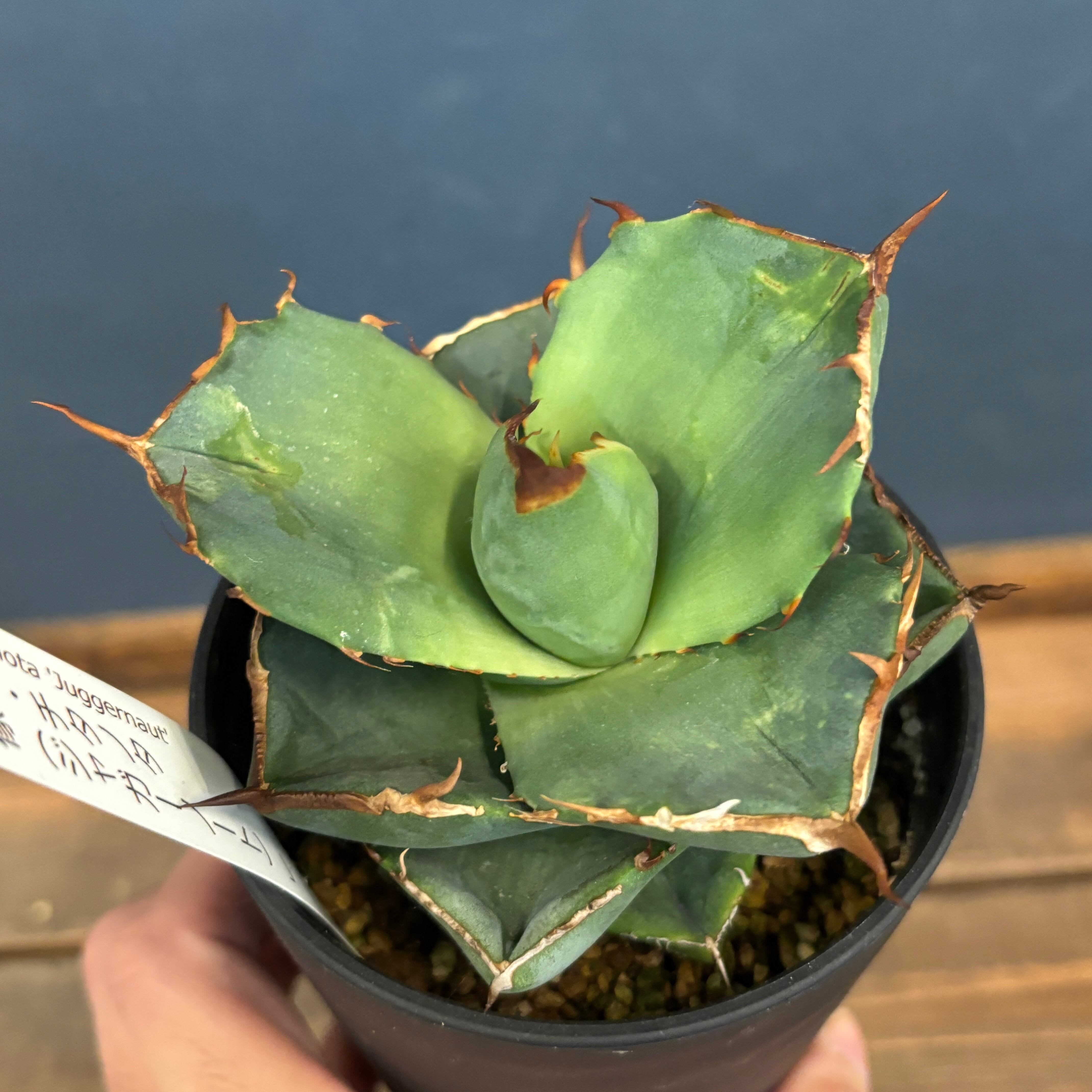 アガベ チタノタ 神象 ジャガーノート【733】 | PROTOLEAF プロトリーフ