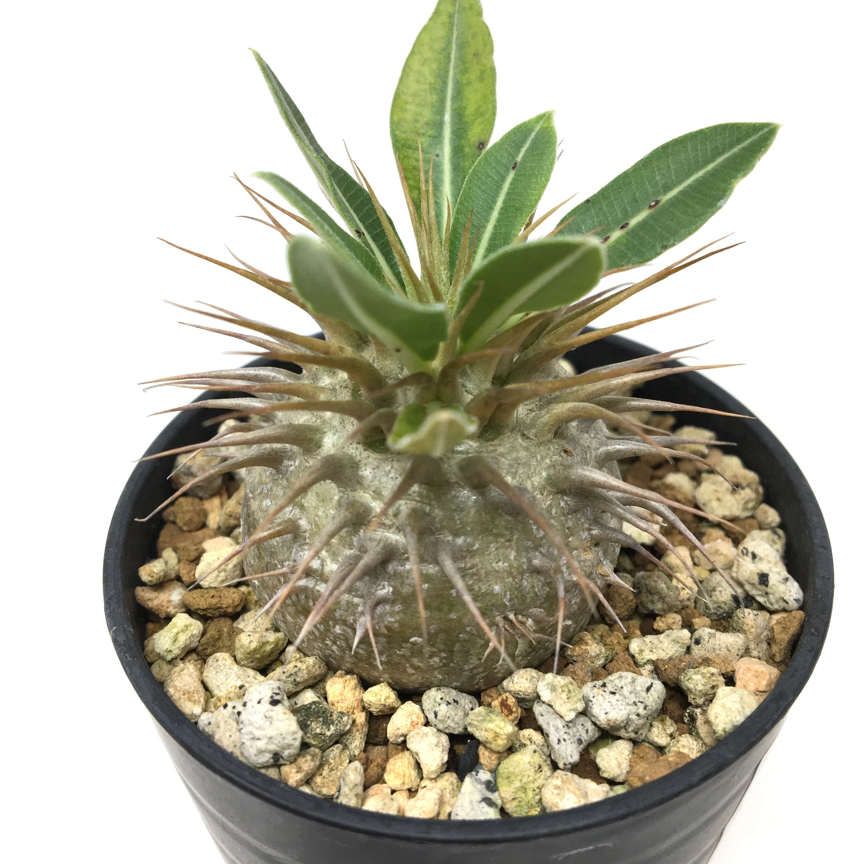 パキポディウム エブレネウム多頭/ (検)グラキリス マカイエンセ