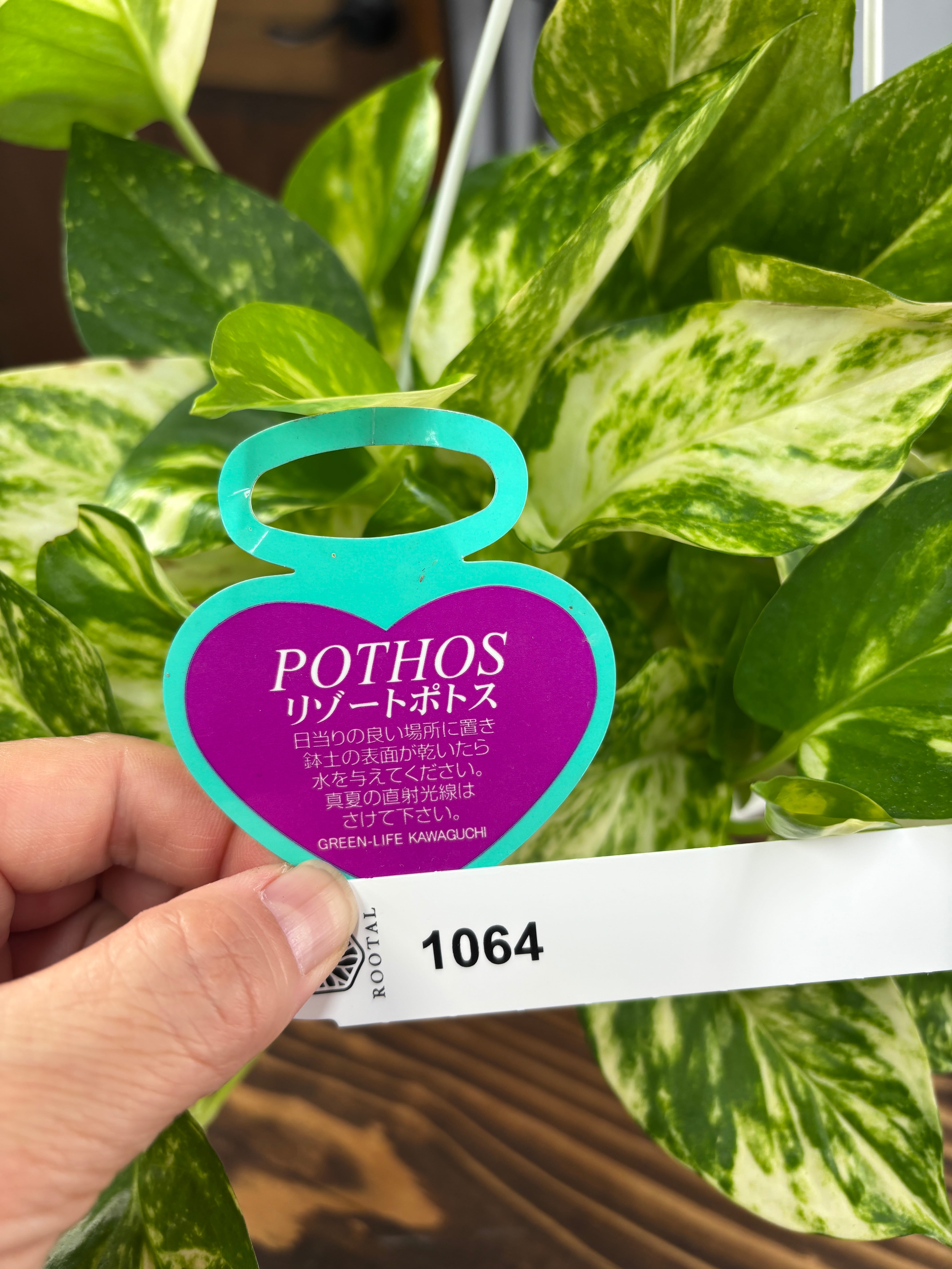 ⭐ポトス⭐リゾートポトス⭐サービスカット5本⭐発根済み ⭐ポトス⭐リゾートポトス⭐サービスカット5本⭐発根済み 観葉植物