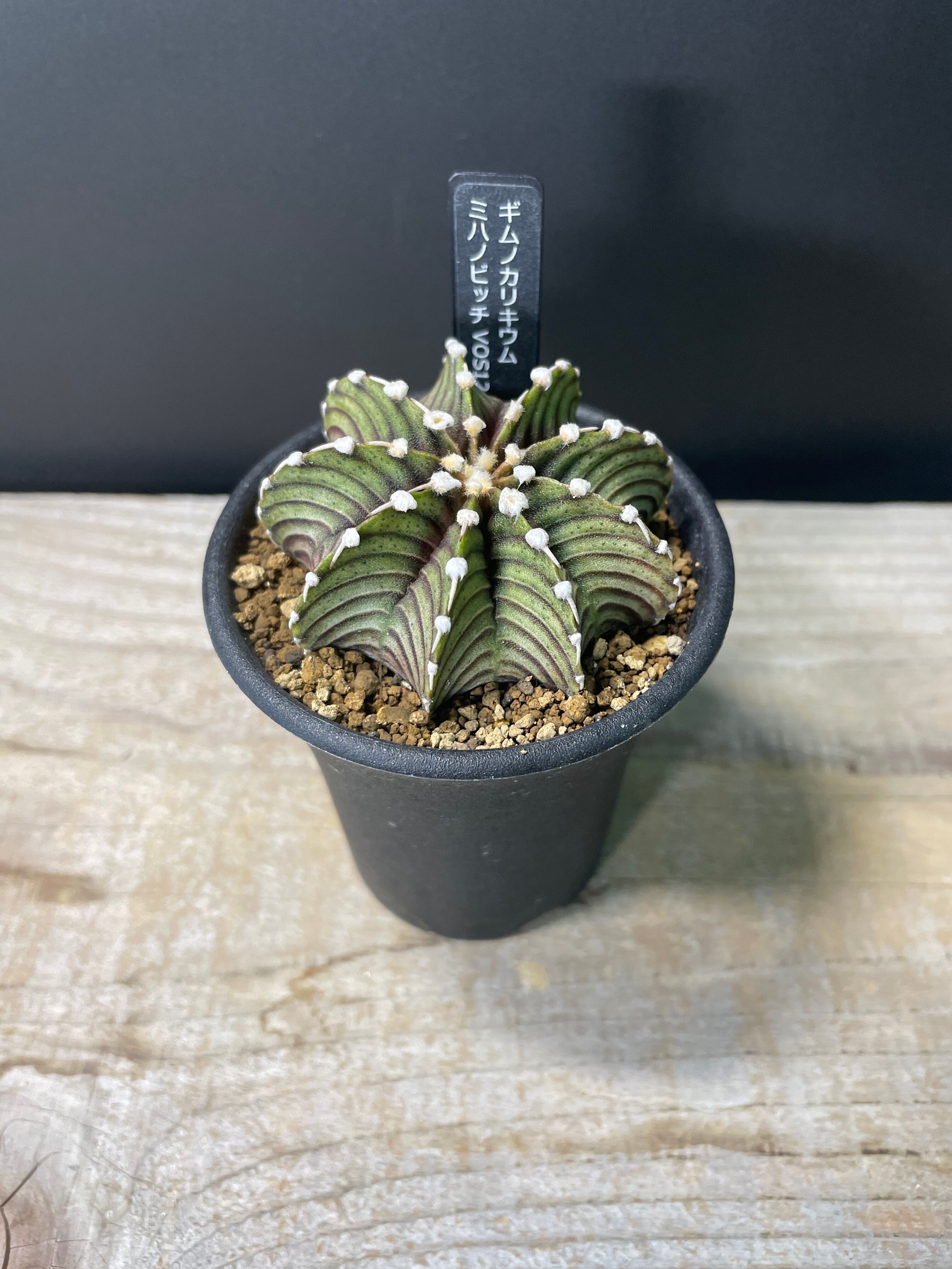 No.4 サボテンギムノカリキュウムCristata Variegated （B 