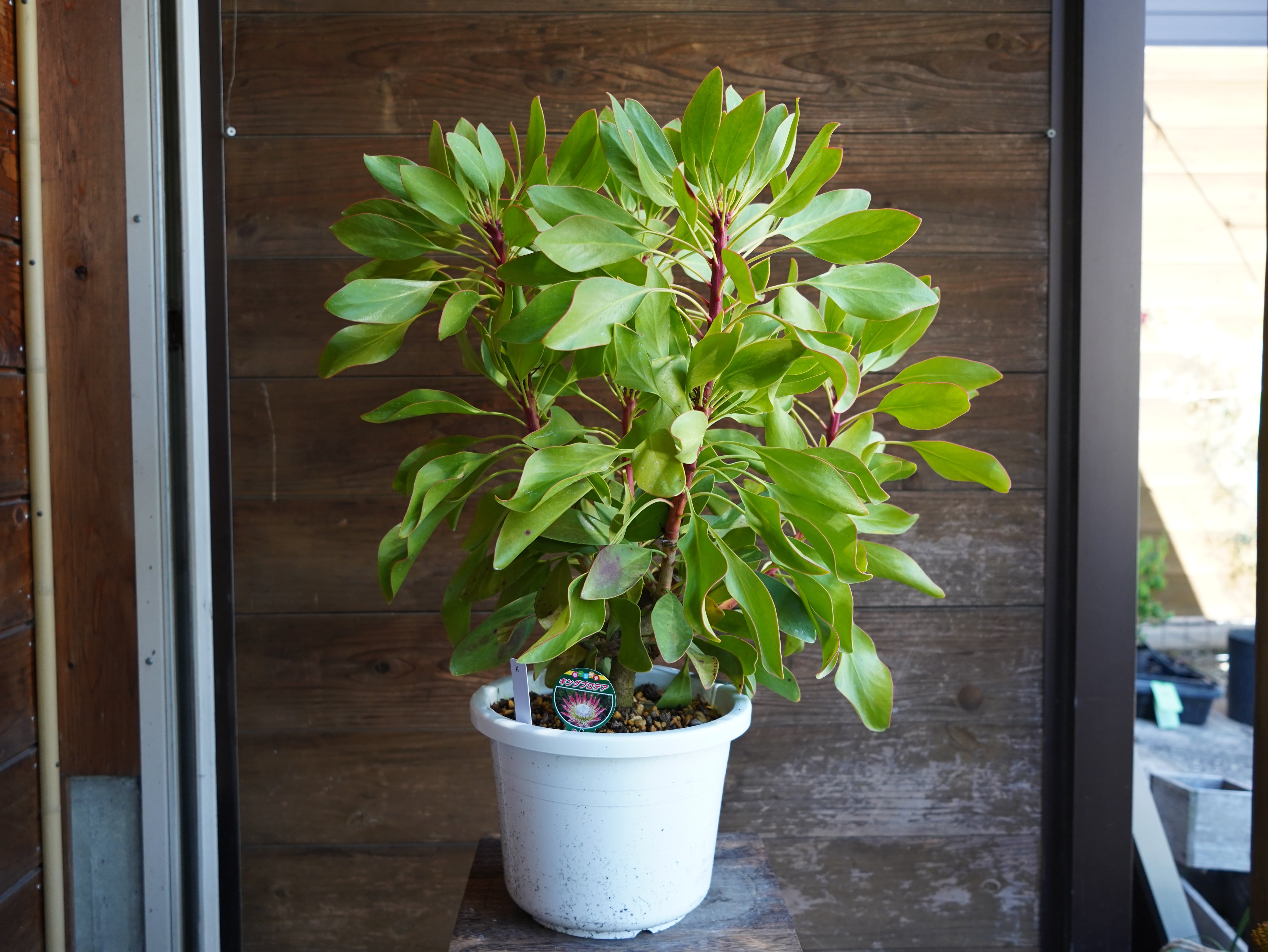 【現物】プロテア　シナロイデス　８号　A