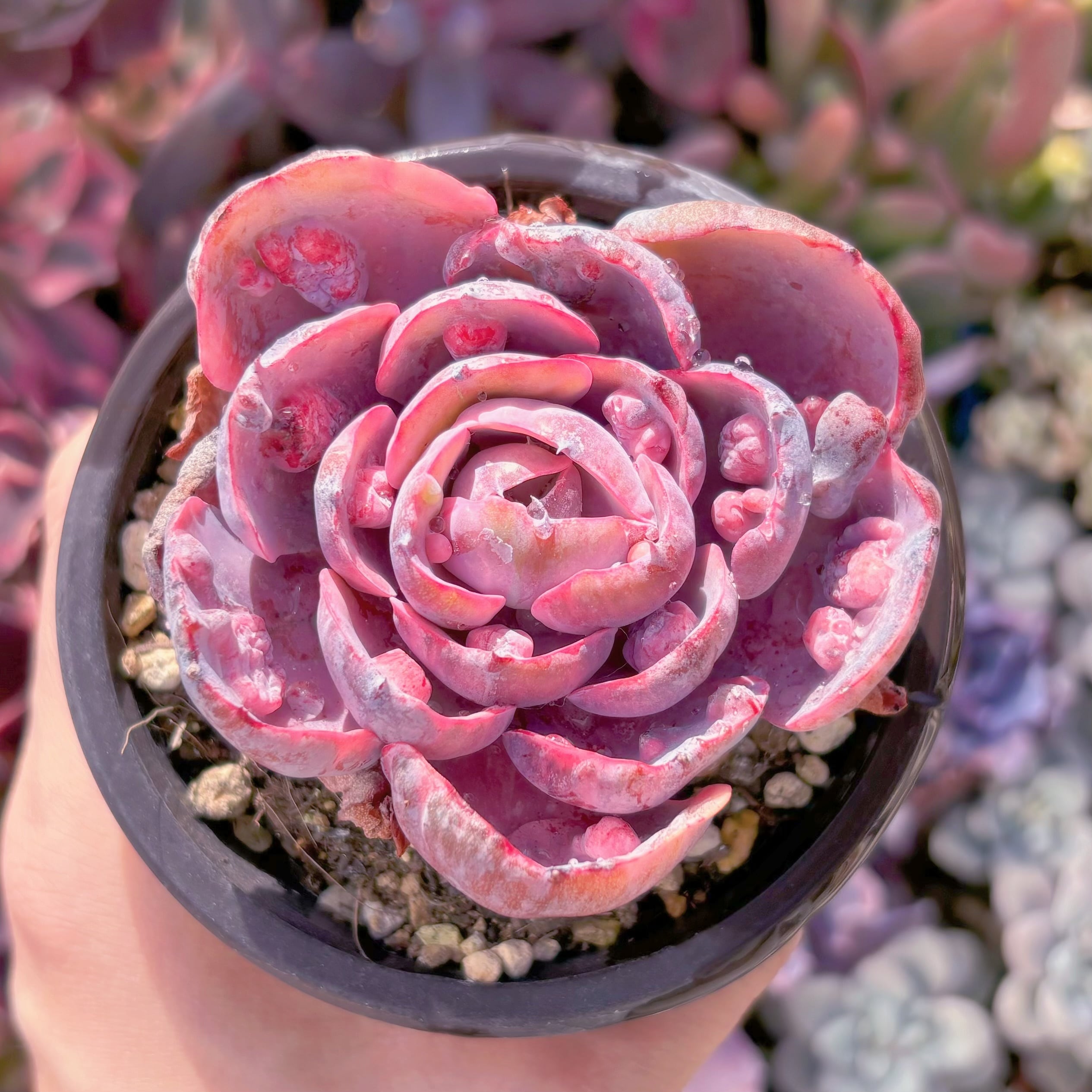 現品　ビヨンセ錦#794　るる農園