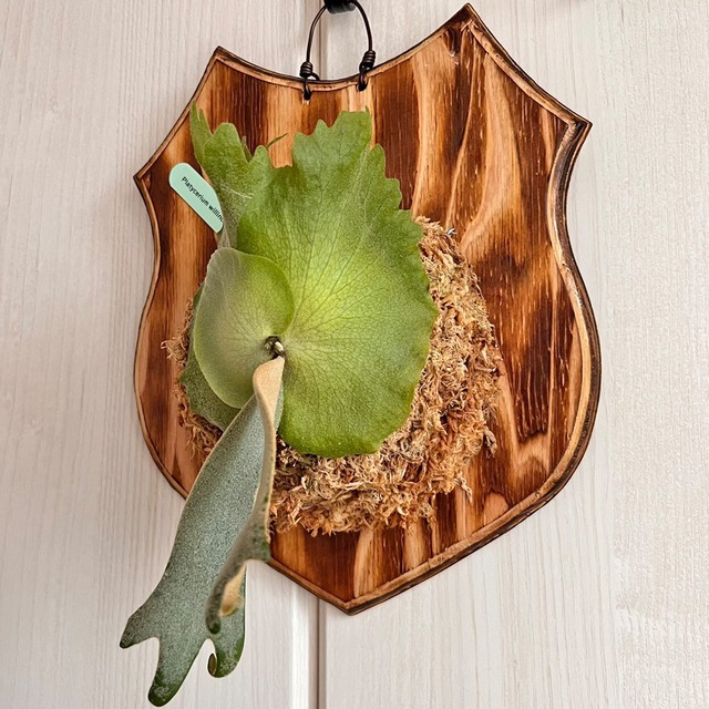 ビカクシダ ウィリンキー 板付 【観葉植物 室内 コウモリラン】