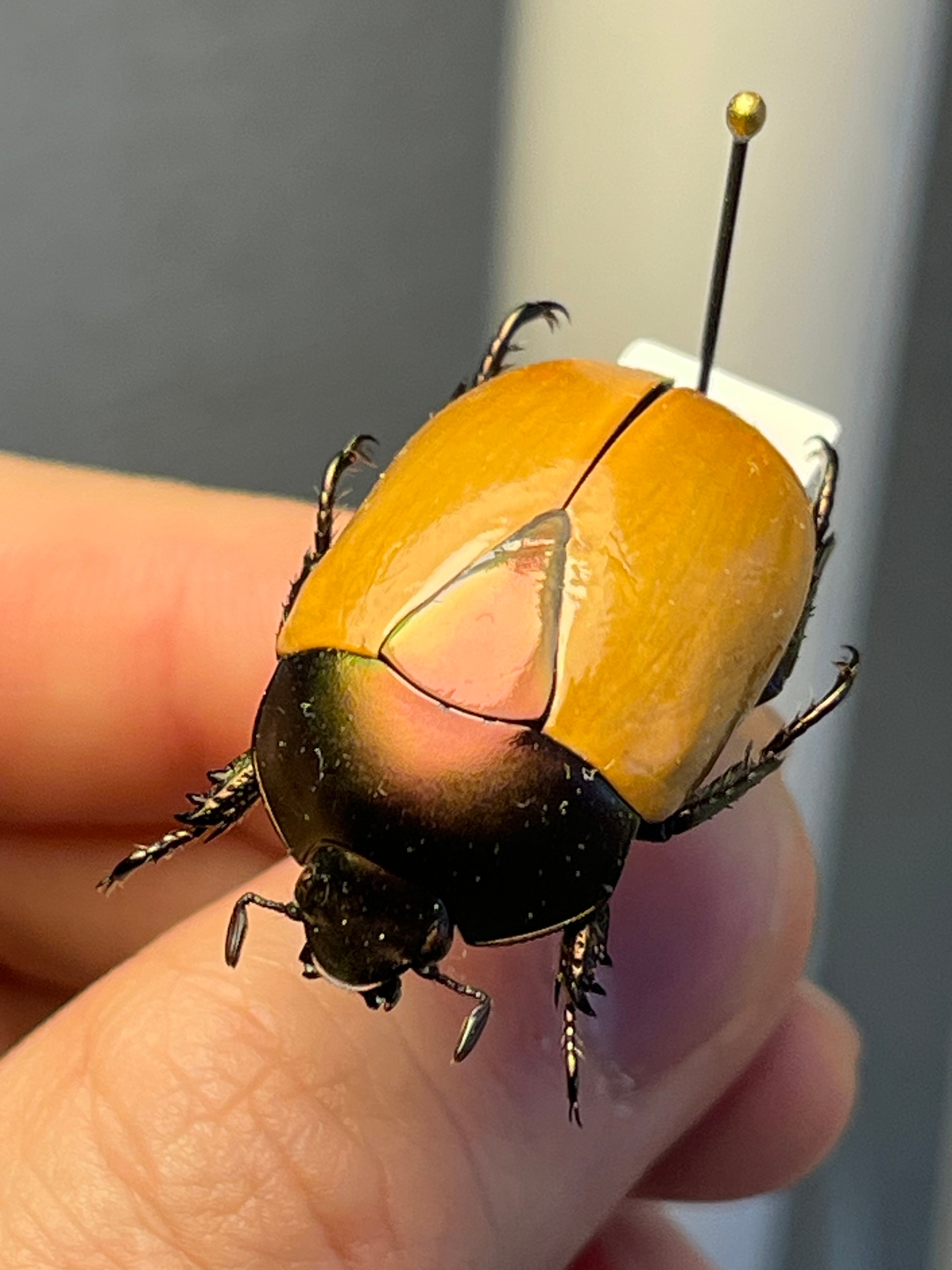 【28mm】クラバータカメノコブイブイ プラチナコガネ 昆虫標本 コガネムシ 28mm】クラバータカメノコブイブイ プラチナコガネ 昆虫標本